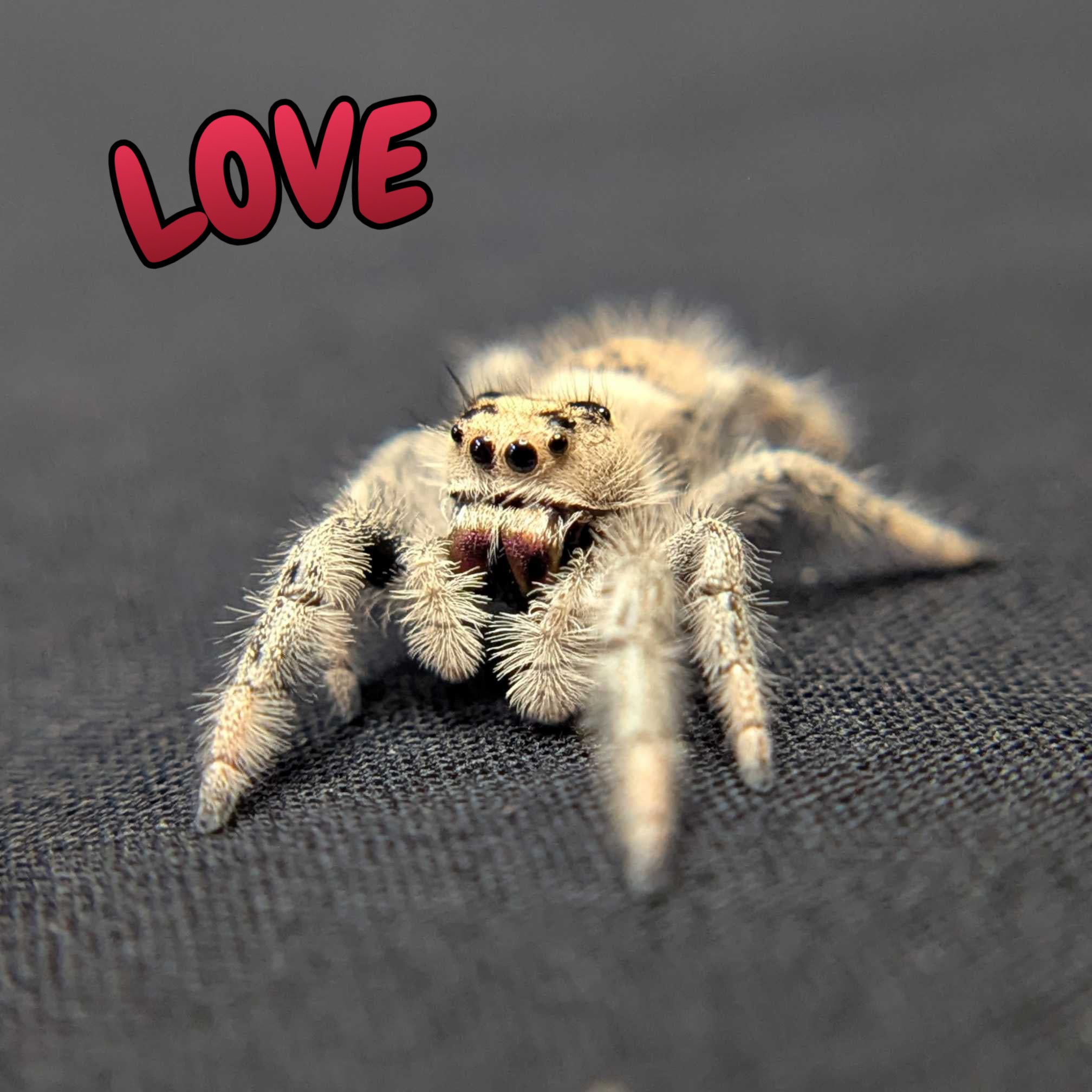 Regal Jumping Spider "Love"
