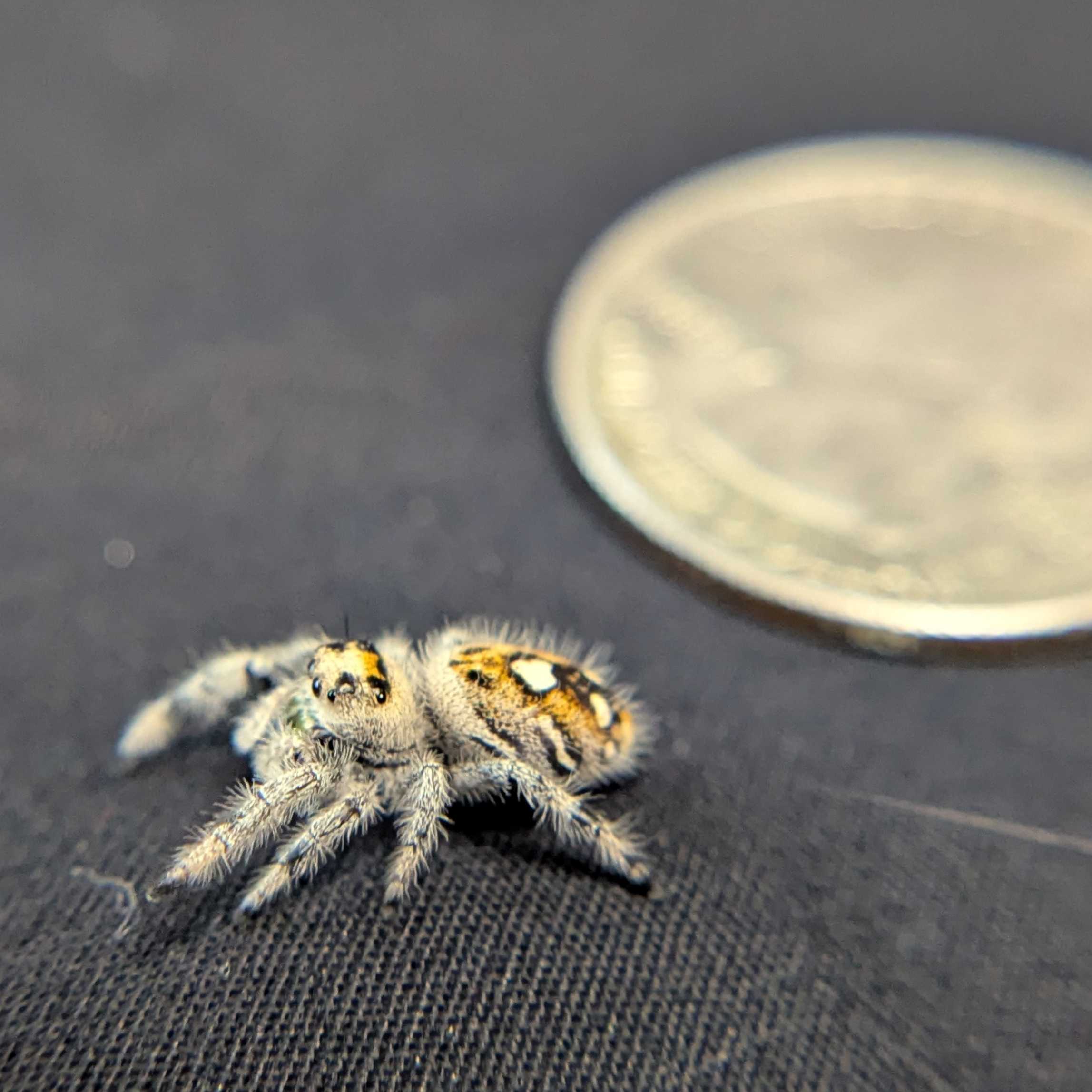Regal Jumping Spider "Cashew"