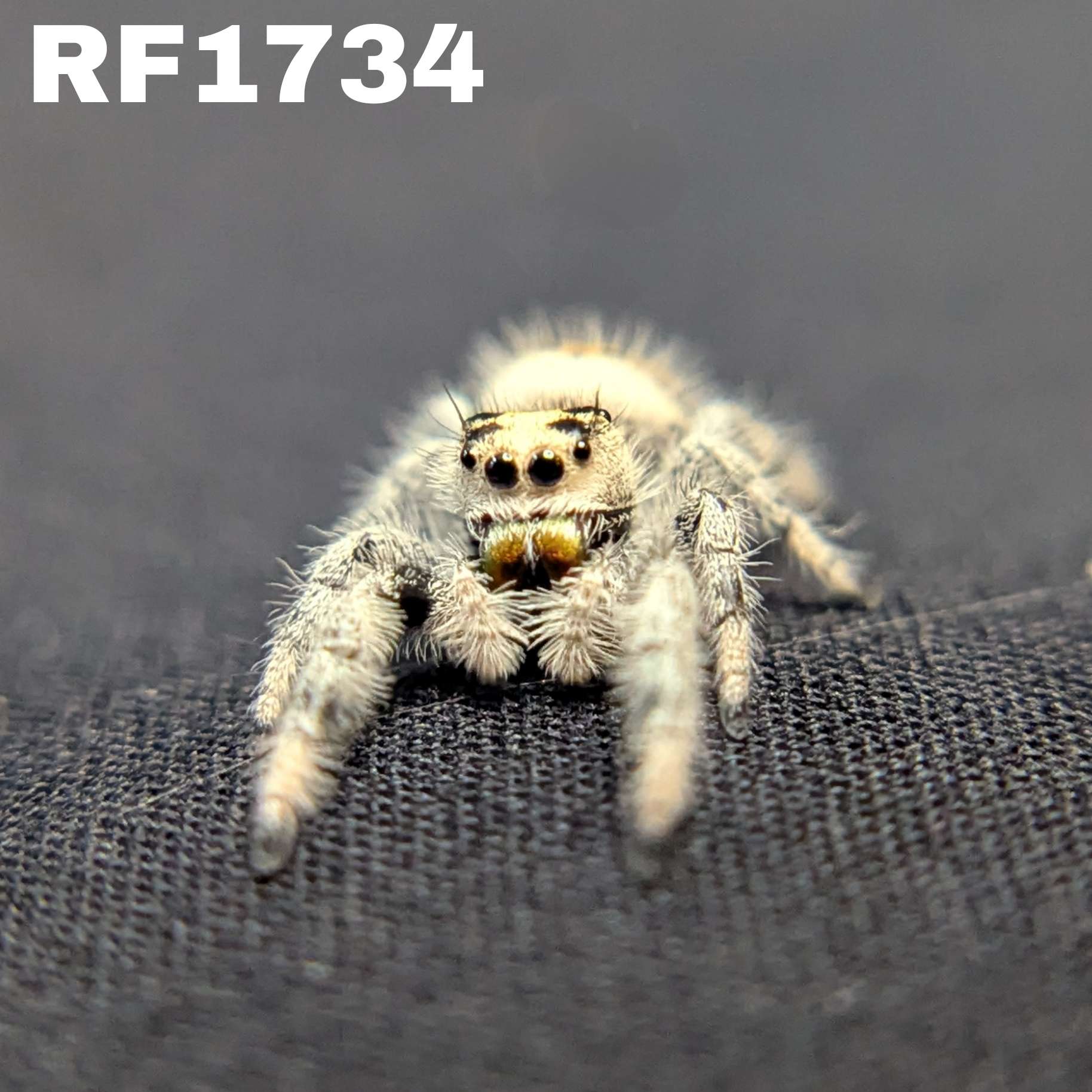 Regal Jumping Spider "Cashew"