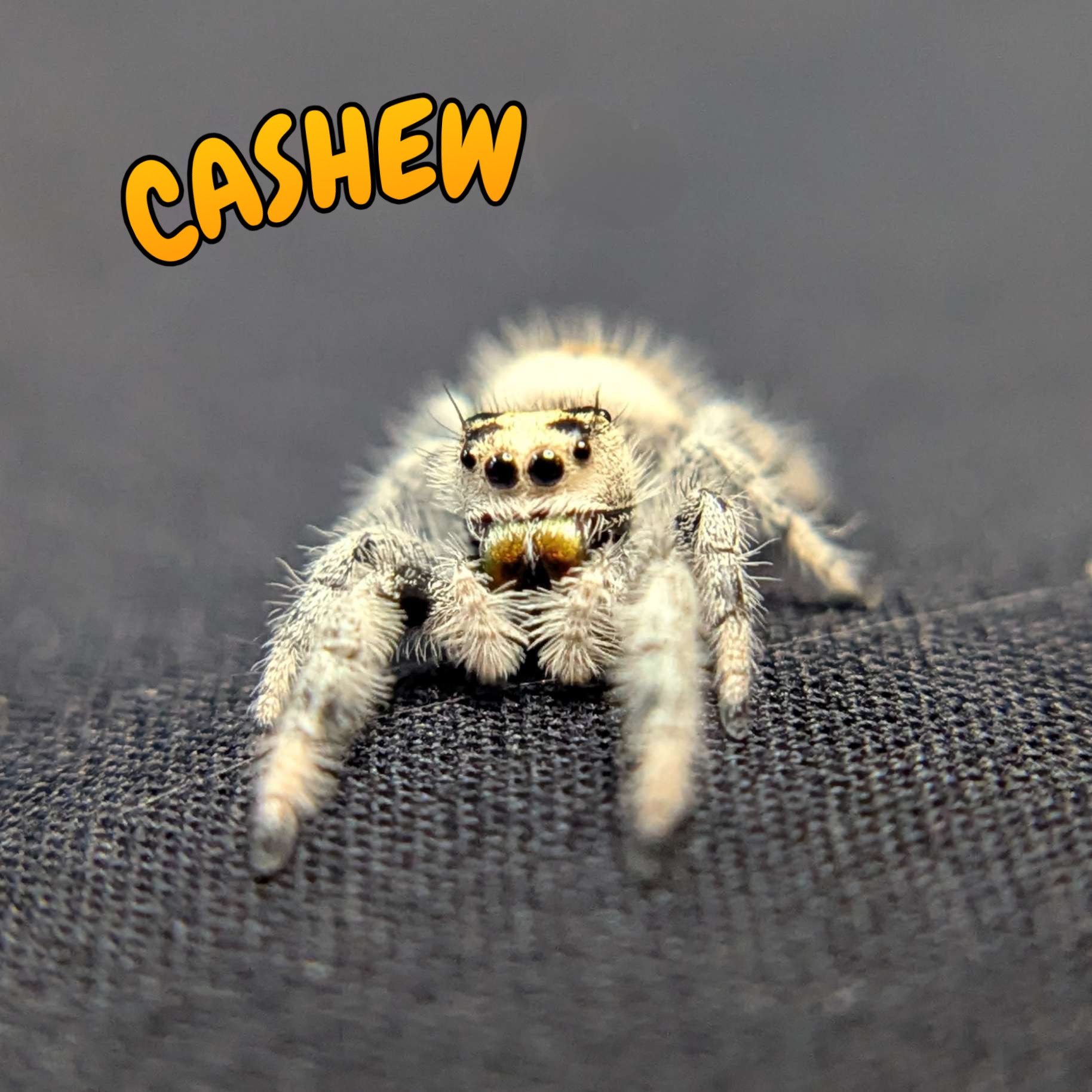 Regal Jumping Spider "Cashew"
