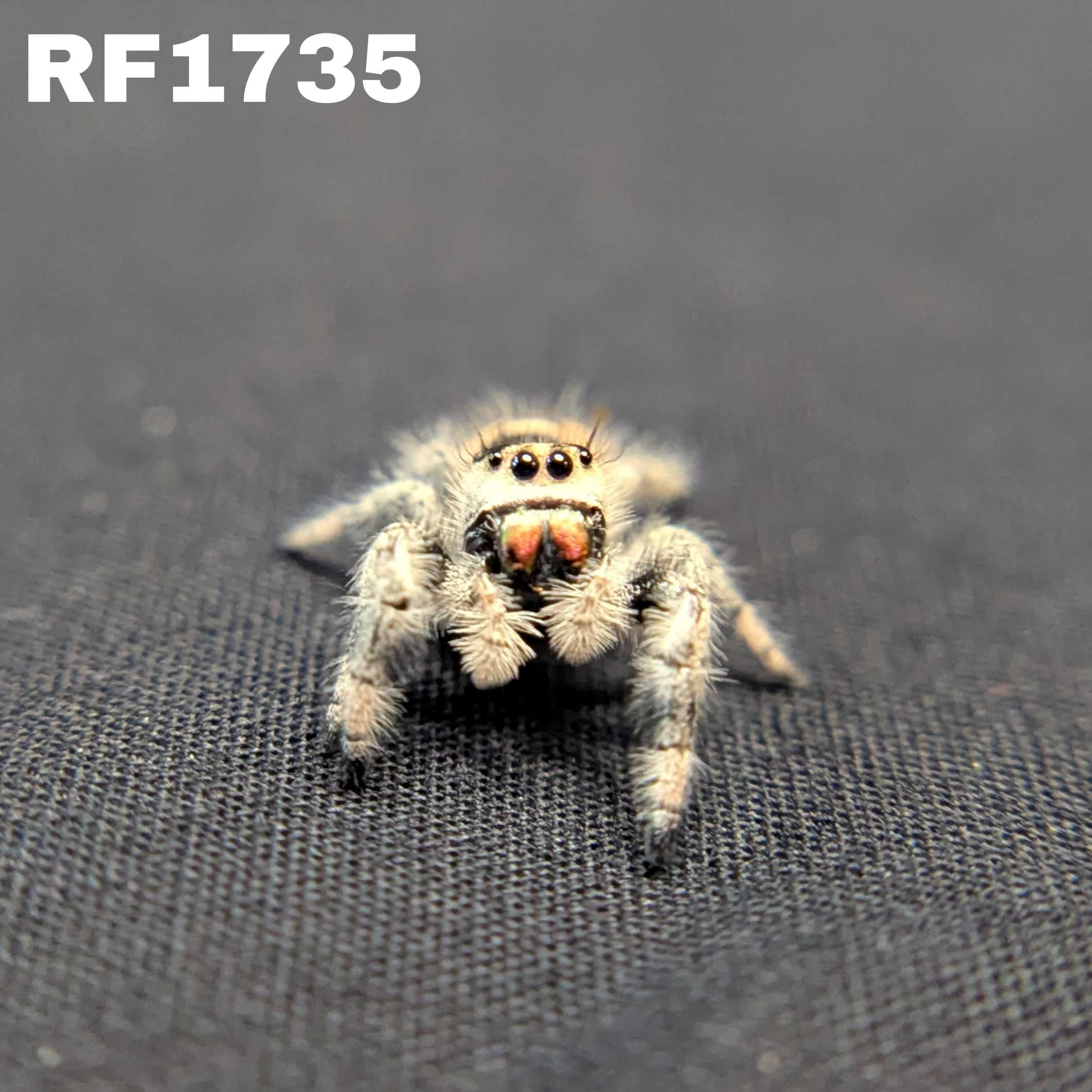 Regal Jumping Spider “Lucky”