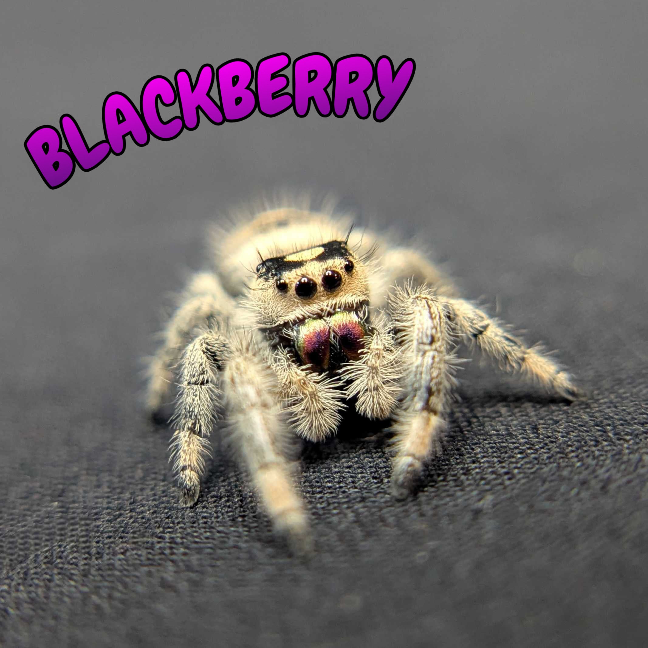 Regal Jumping Spider "BlackBerry"