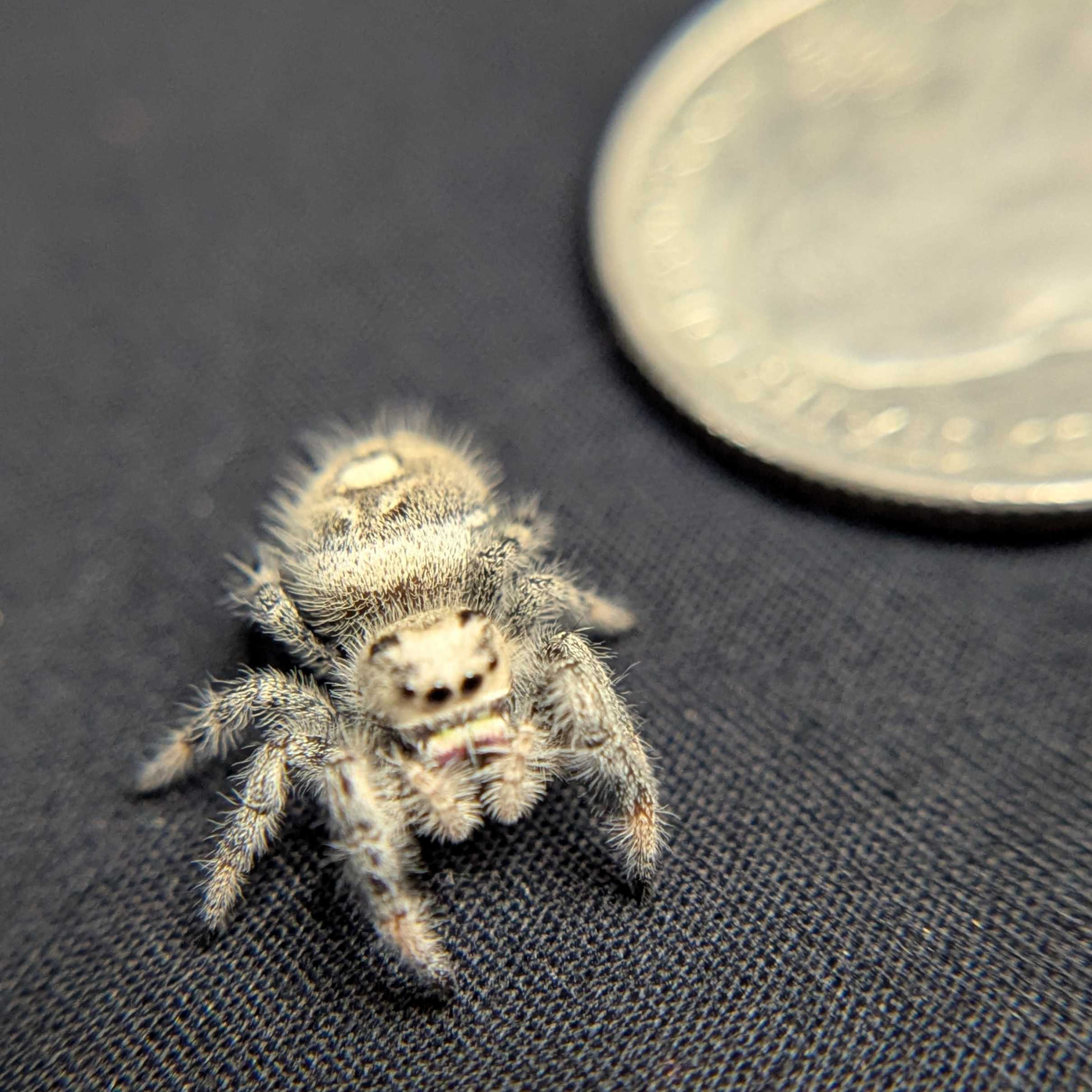 Regal Jumping Spider "Sunblush"