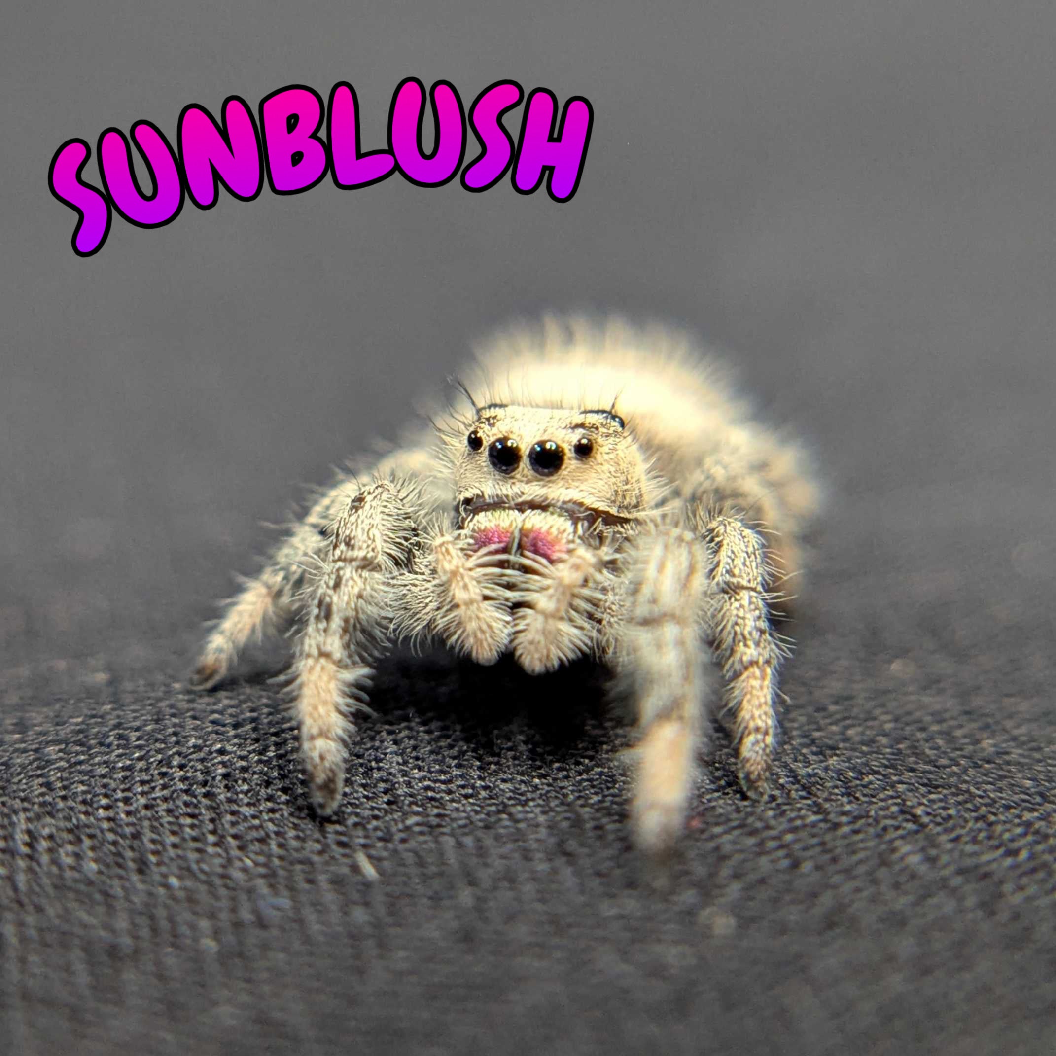 Regal Jumping Spider "Sunblush"