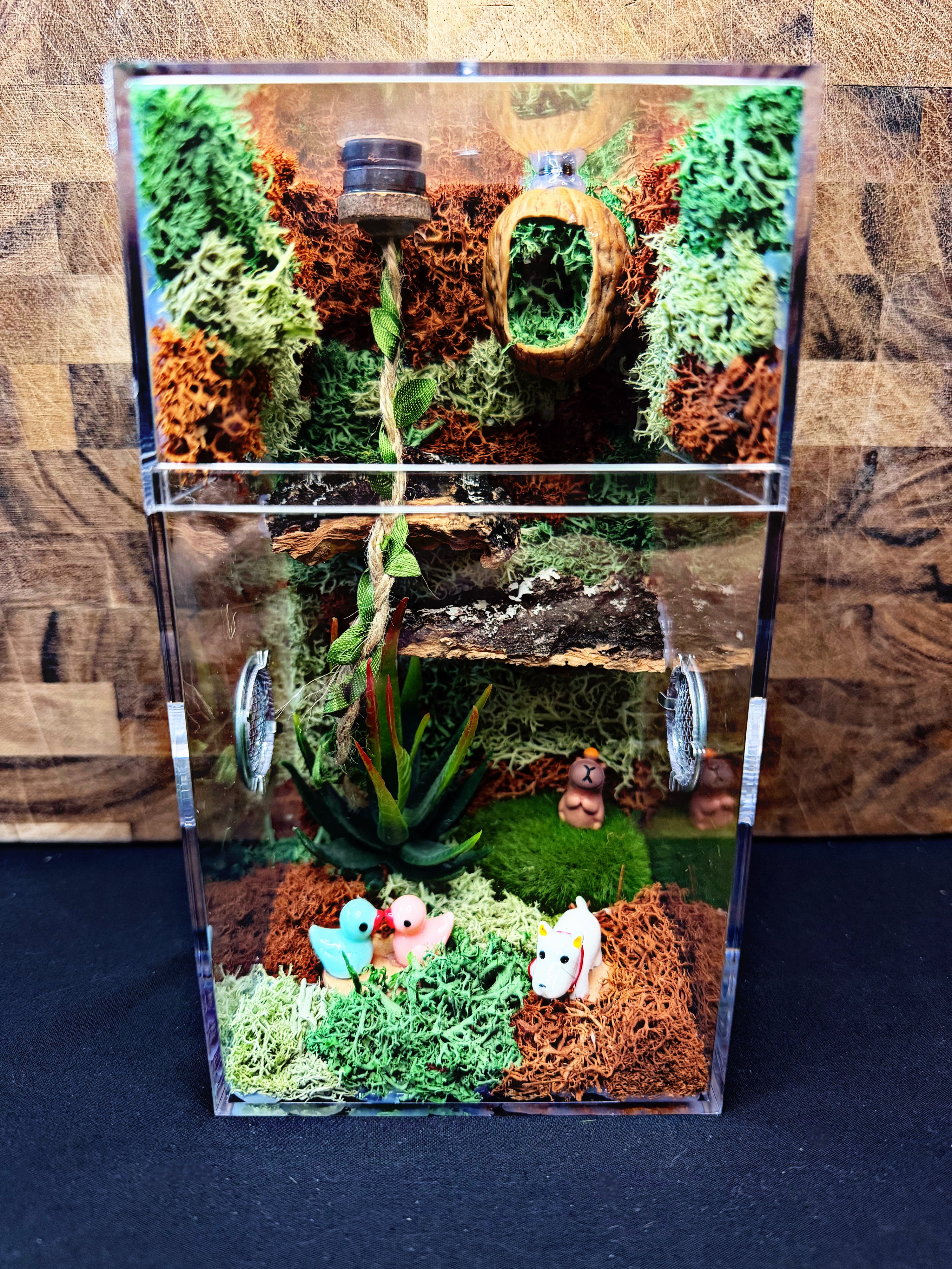 Custom Jumping Spider Enclosure