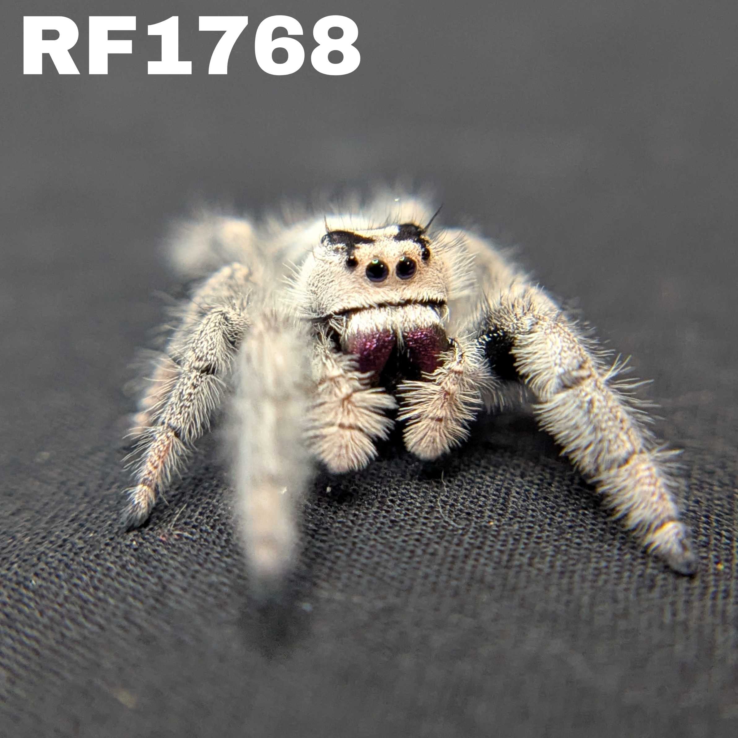 Regal Jumping Spider "Onyx" (High White)