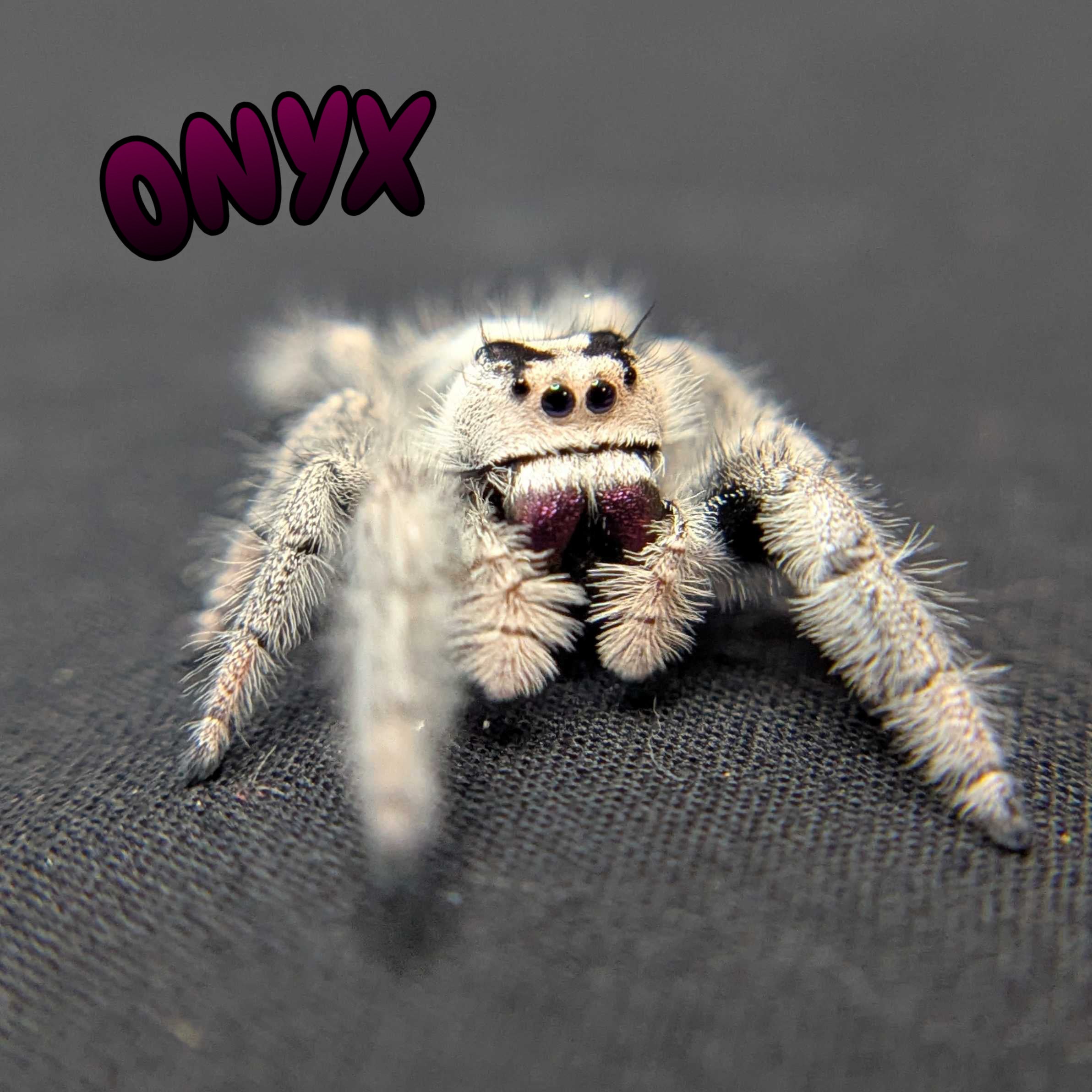 Regal Jumping Spider "Onyx" (High White)