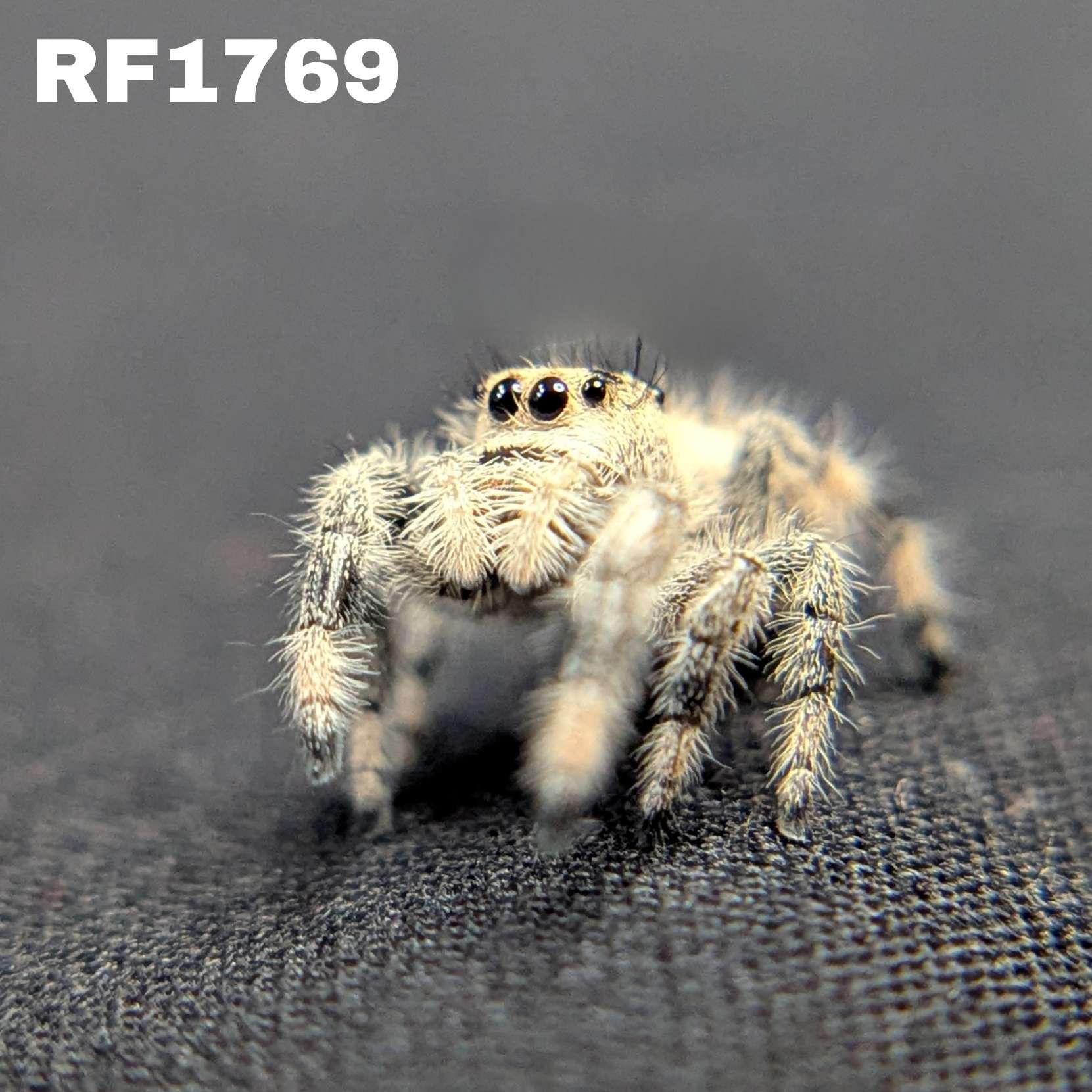 Regal Jumping Spider "Powder"