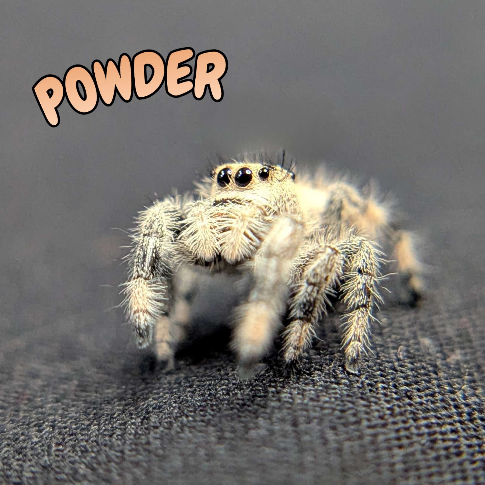 Regal Jumping Spider "Powder"