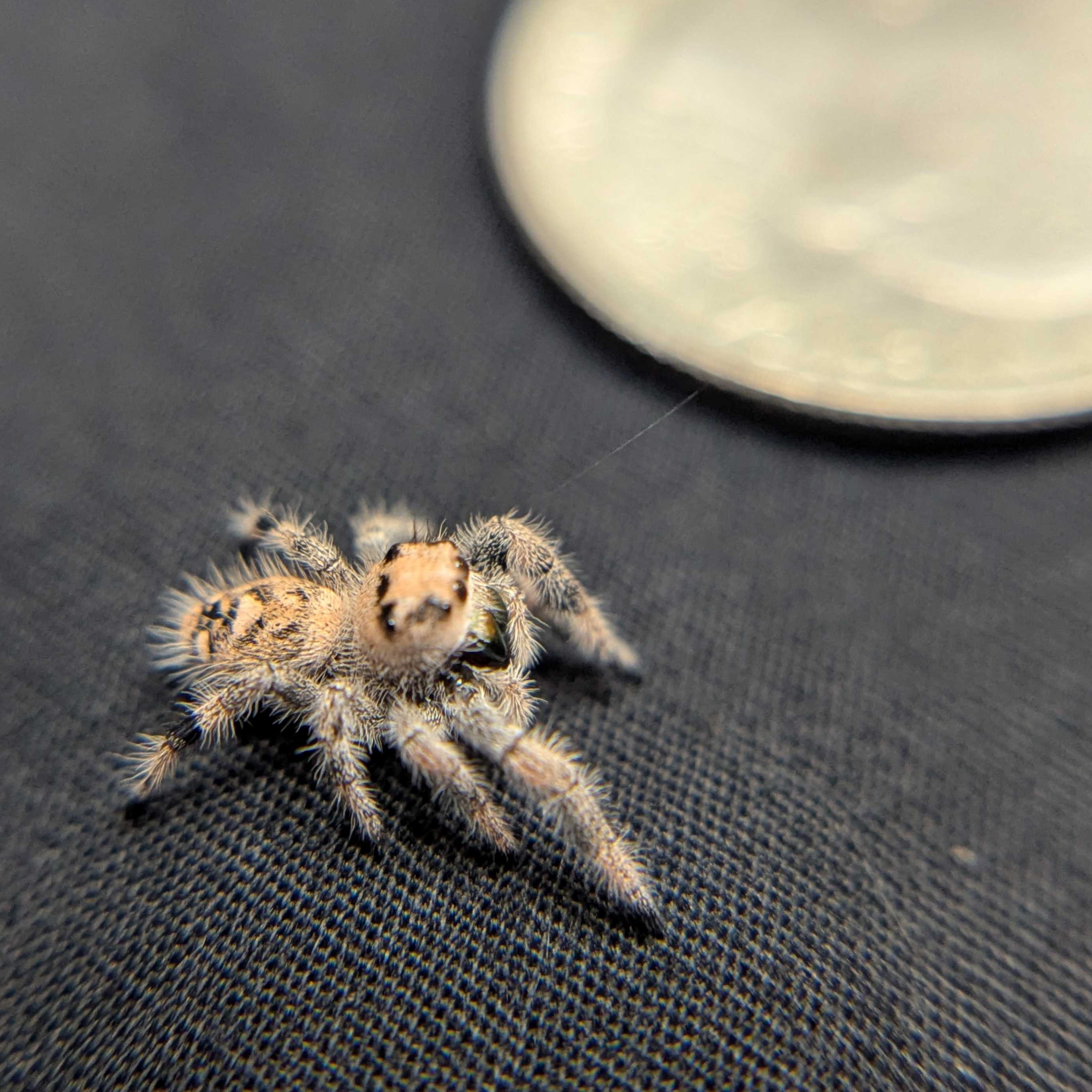 Regal Jumping Spider "Bambi"