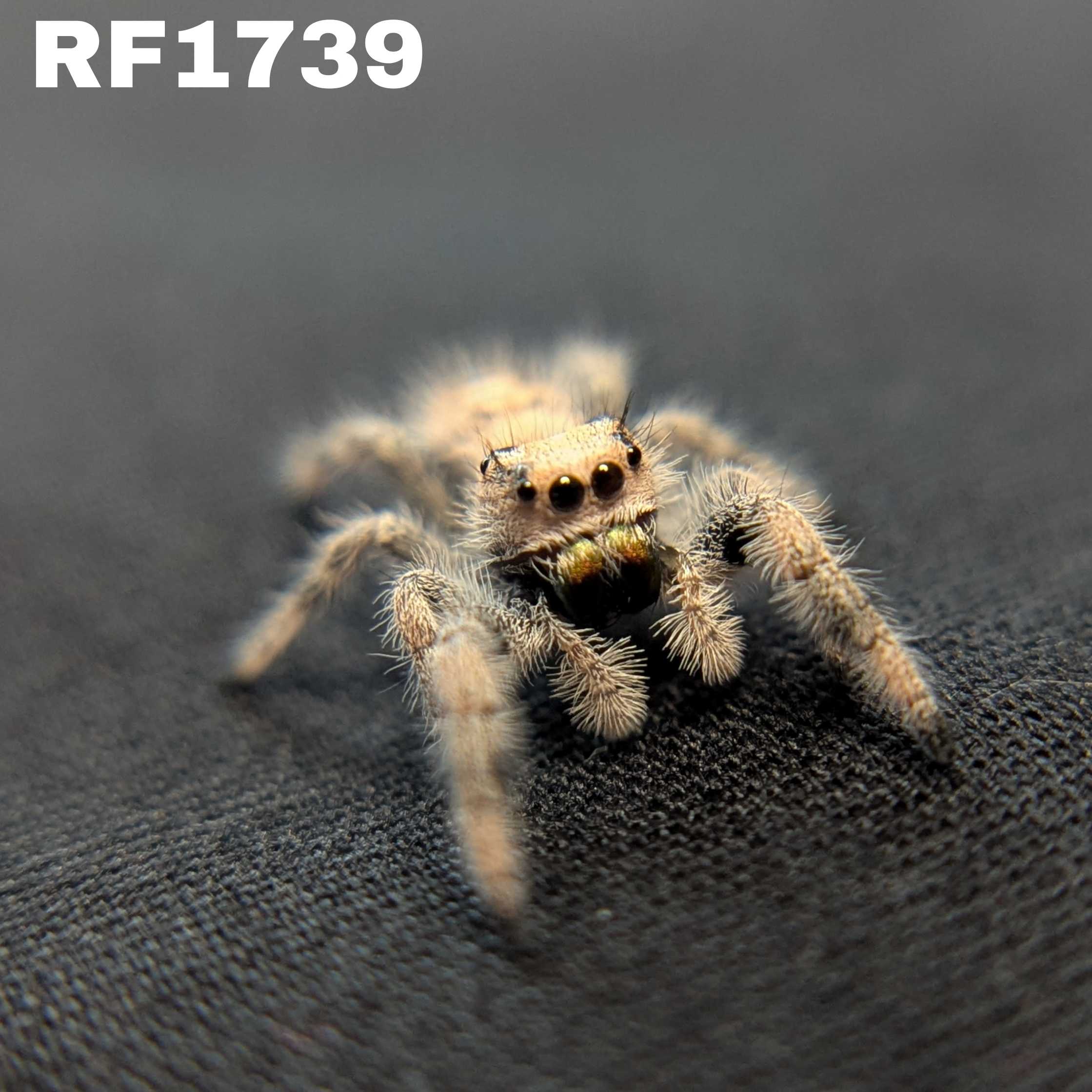 Regal Jumping Spider "Bambi"