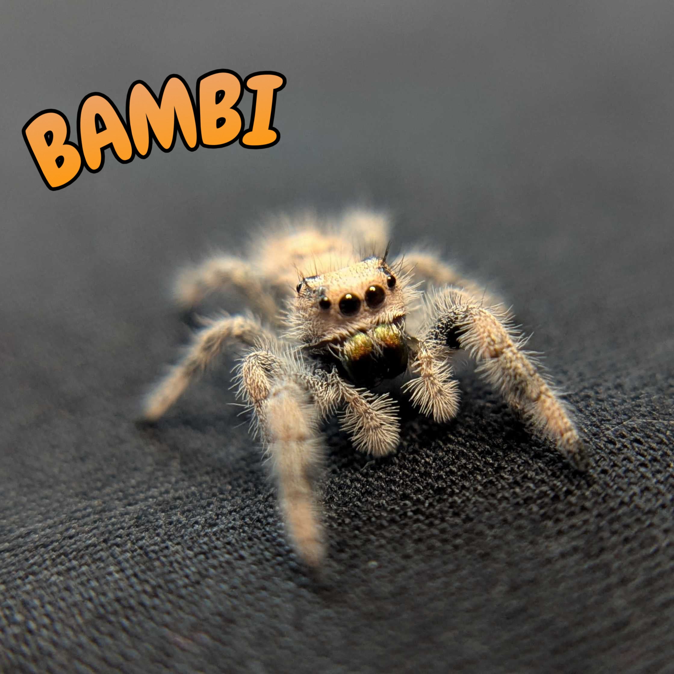 Regal Jumping Spider "Bambi"