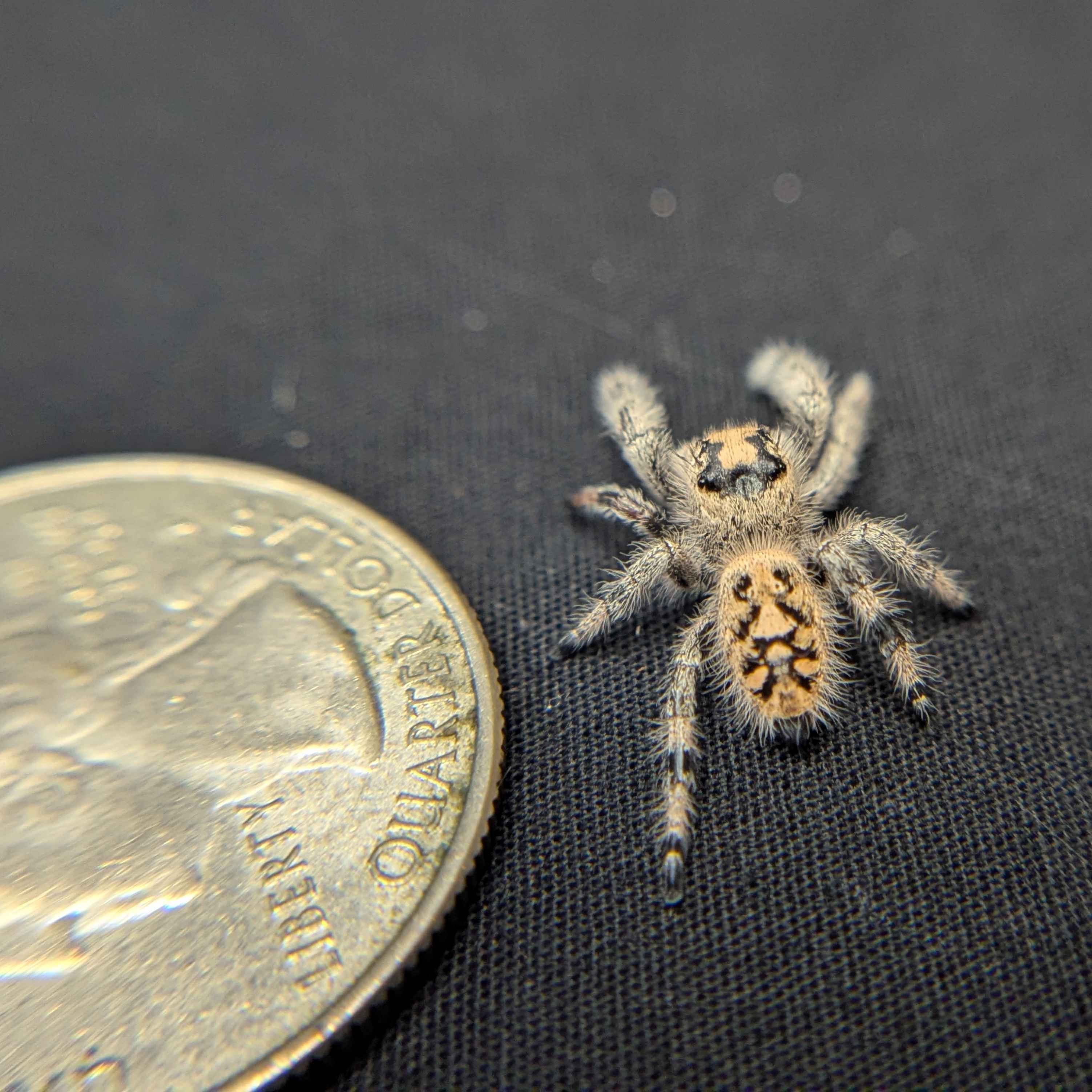 Regal Jumping Spider “Sable”