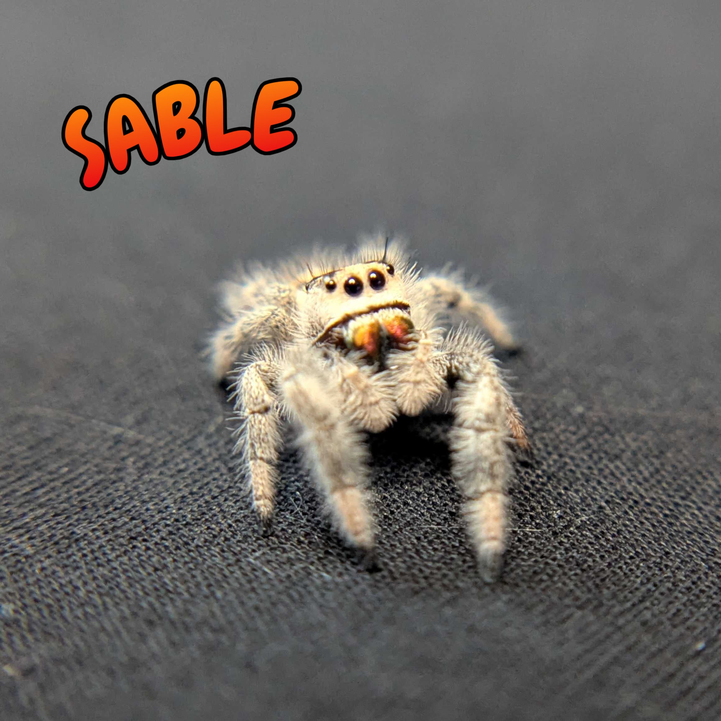 Regal Jumping Spider “Sable”