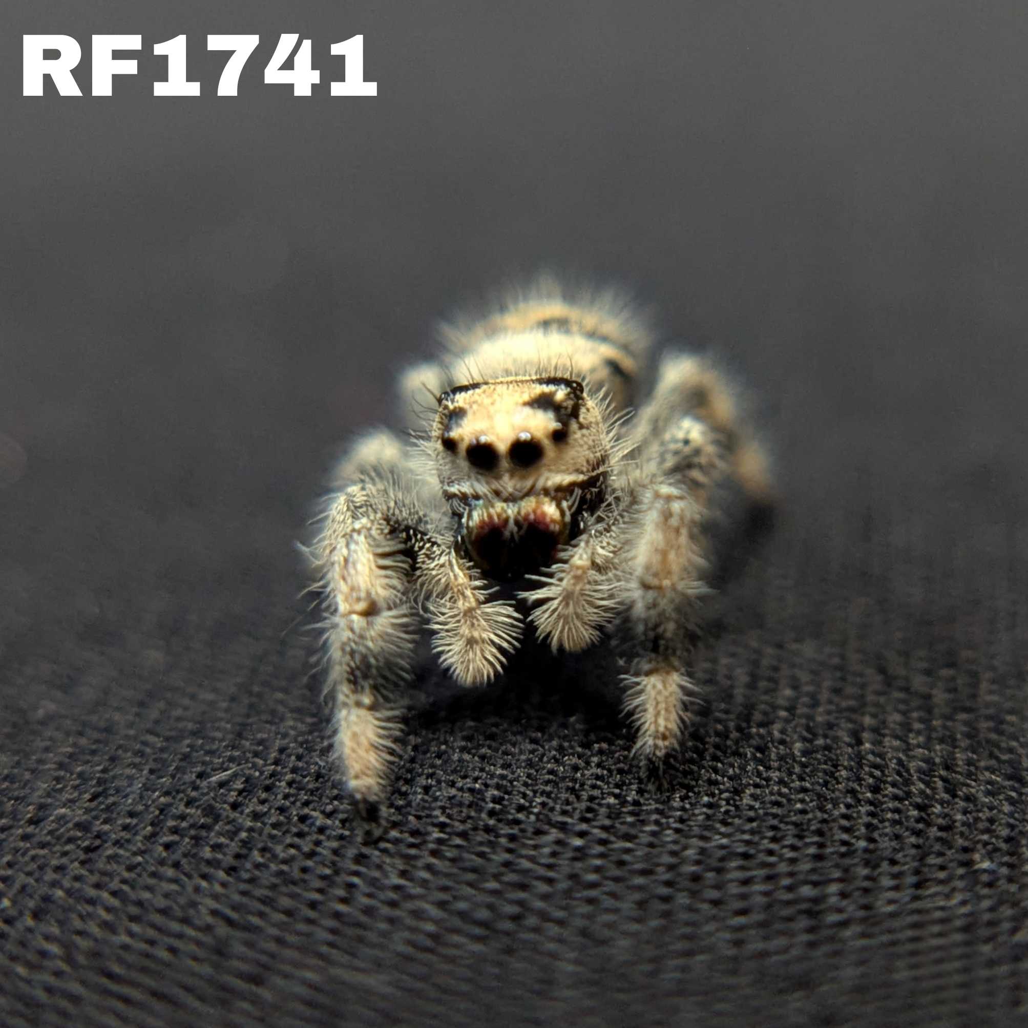 Regal Jumping Spider "Crepe"