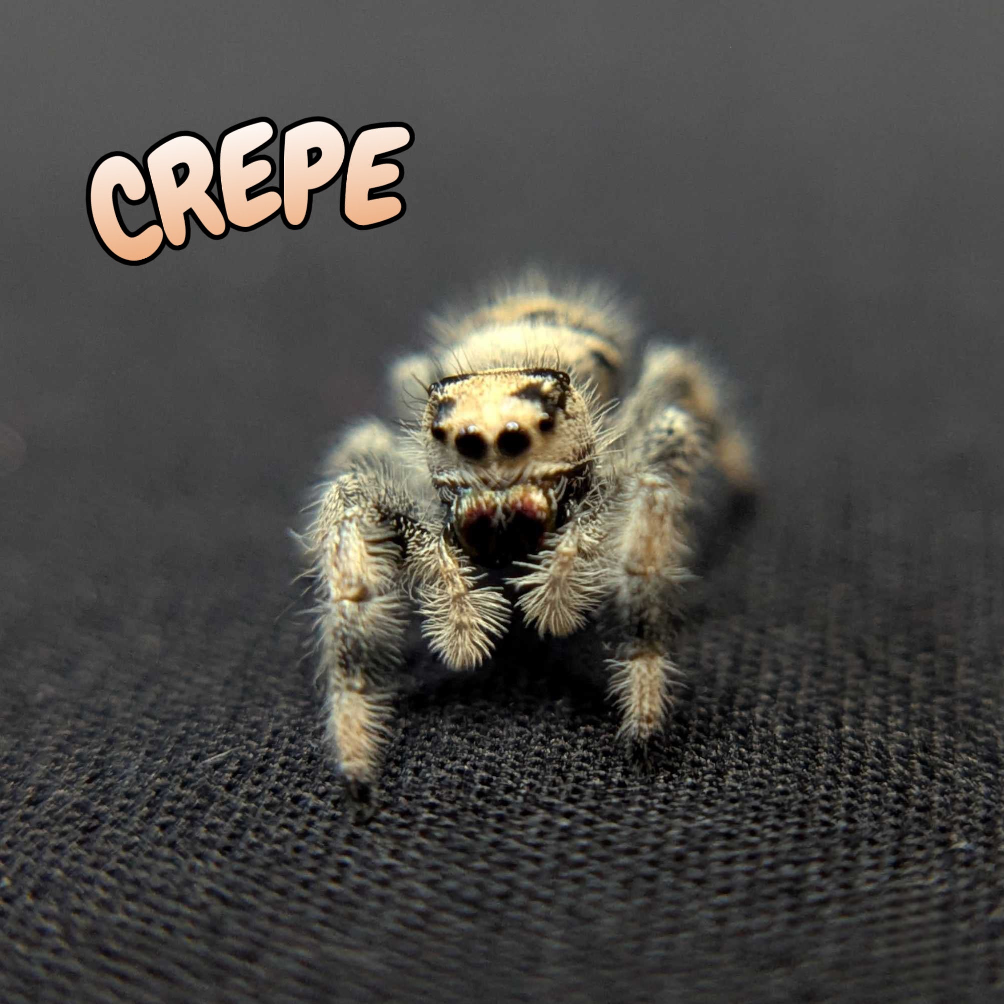Regal Jumping Spider "Crepe"