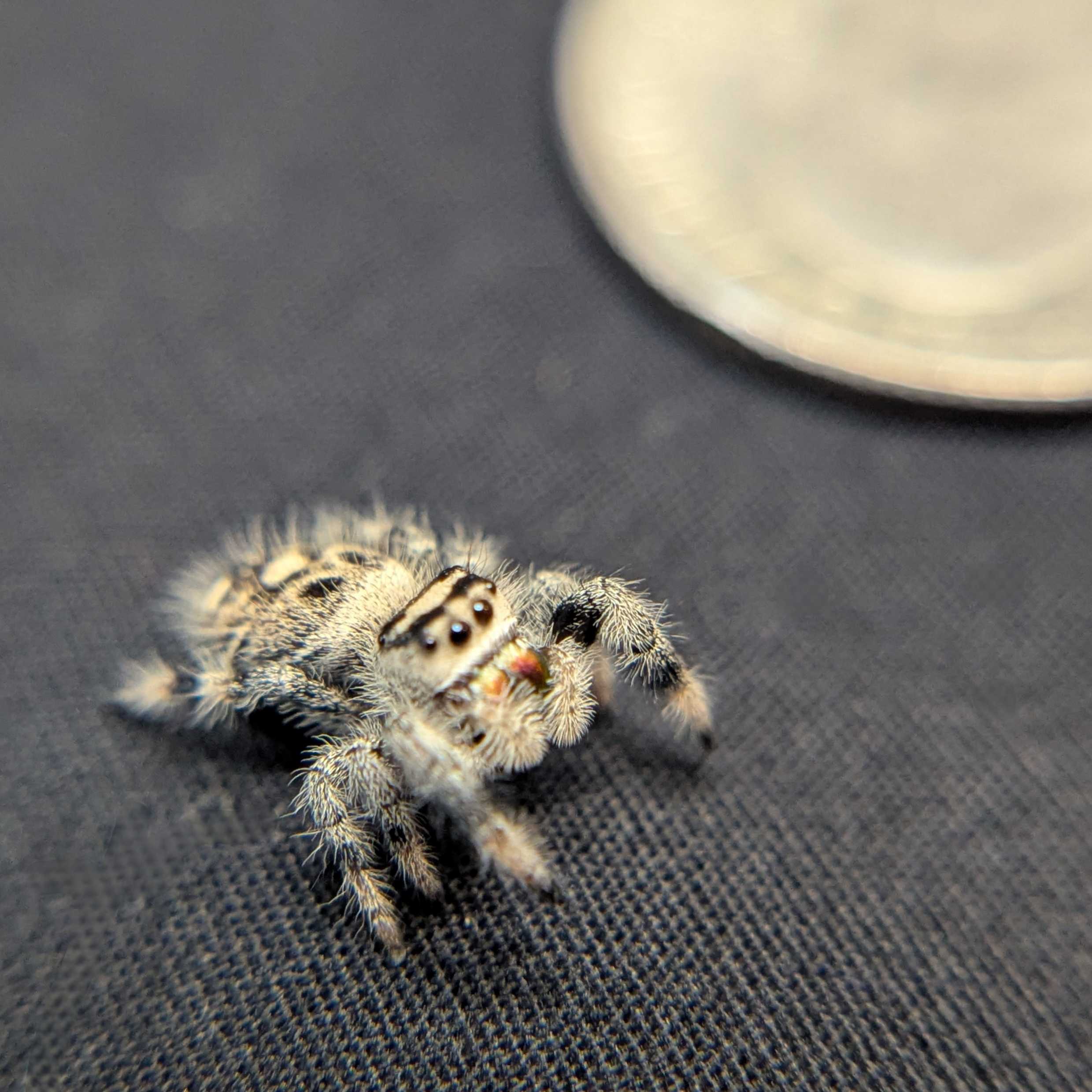 Regal Jumping Spider "Waffle"