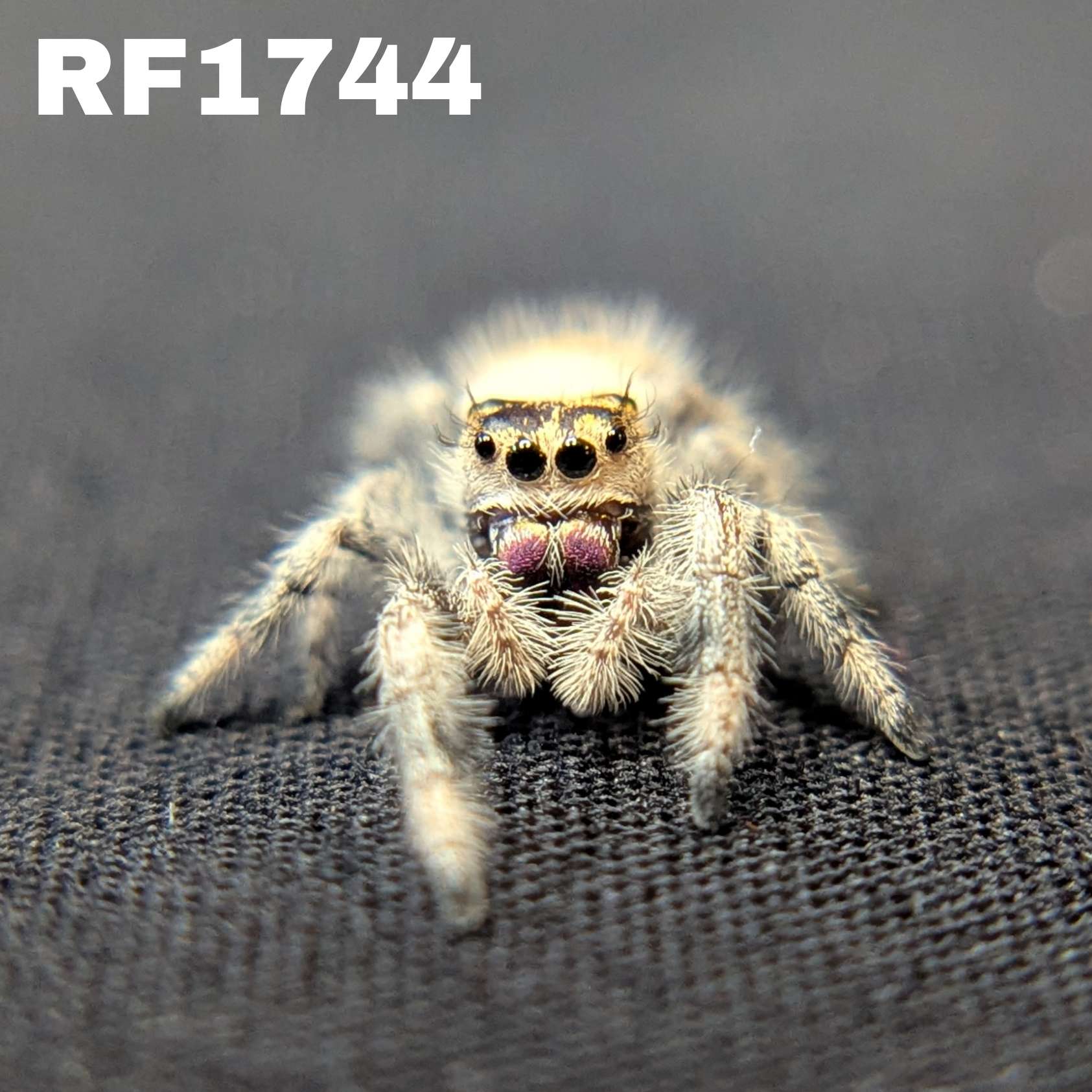 Regal Jumping Spider "Iris"