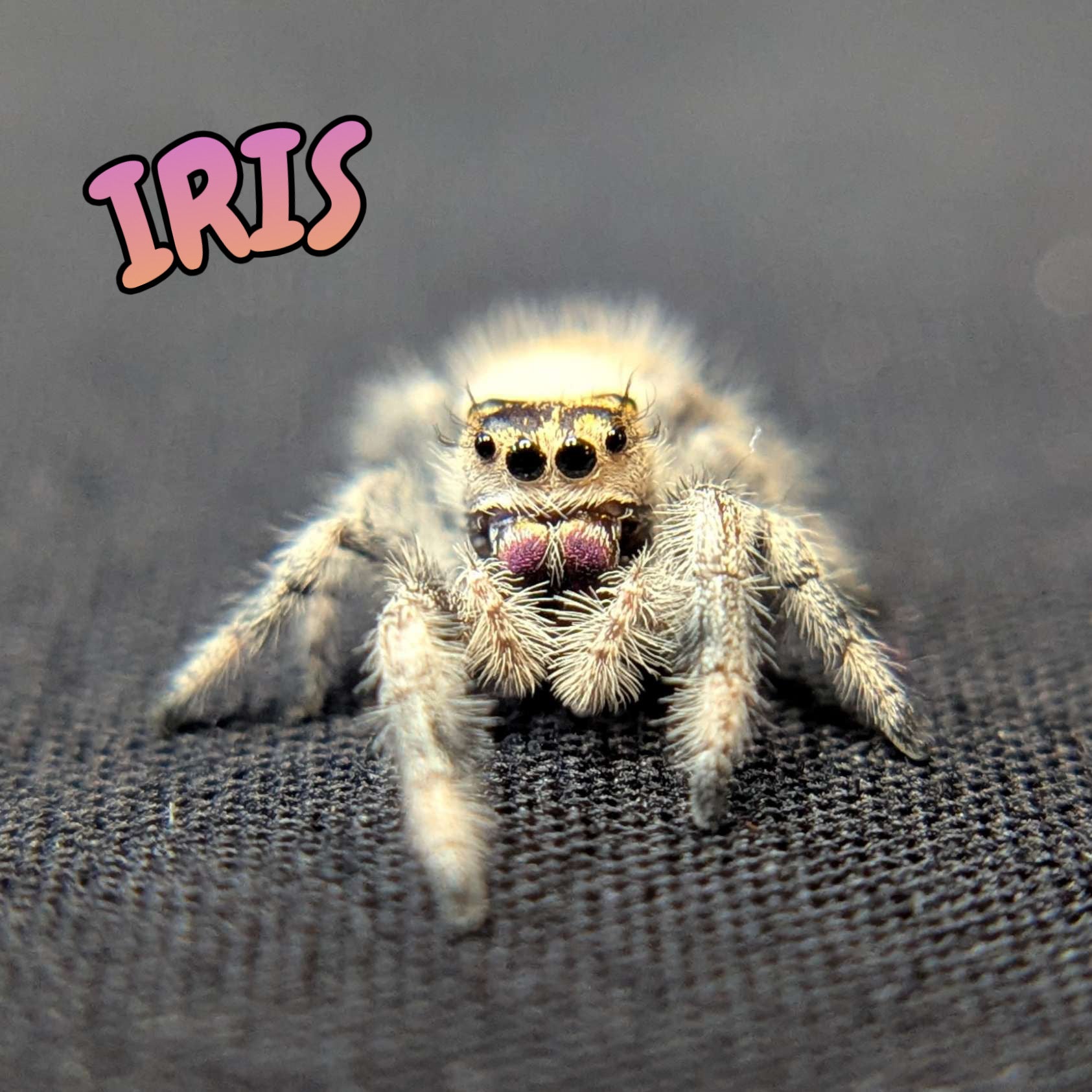 Regal Jumping Spider "Iris"