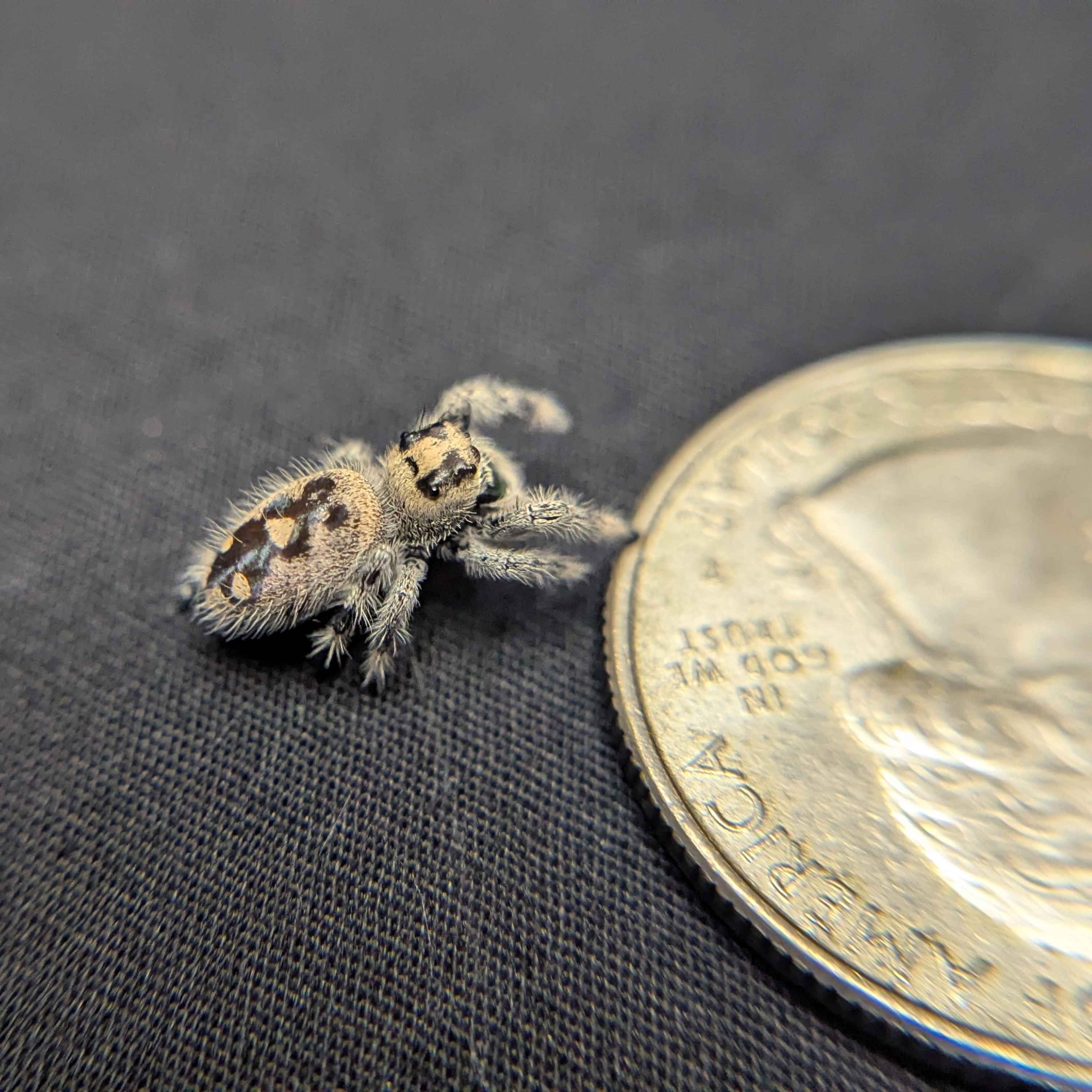 Regal Jumping Spider "Dandelion"