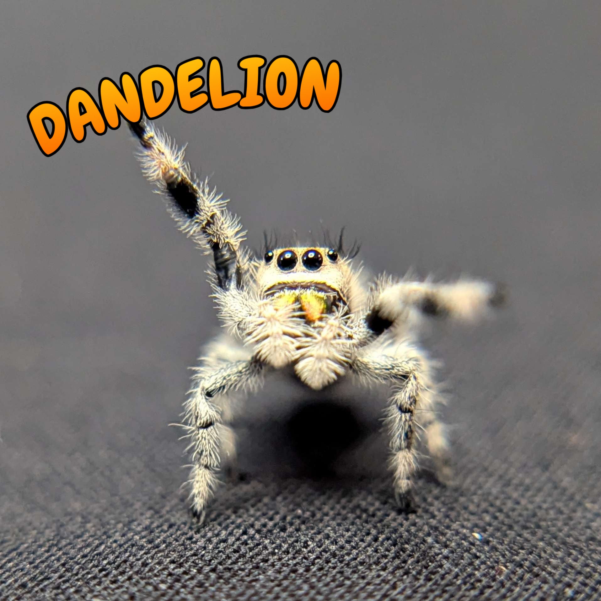 Regal Jumping Spider "Dandelion"
