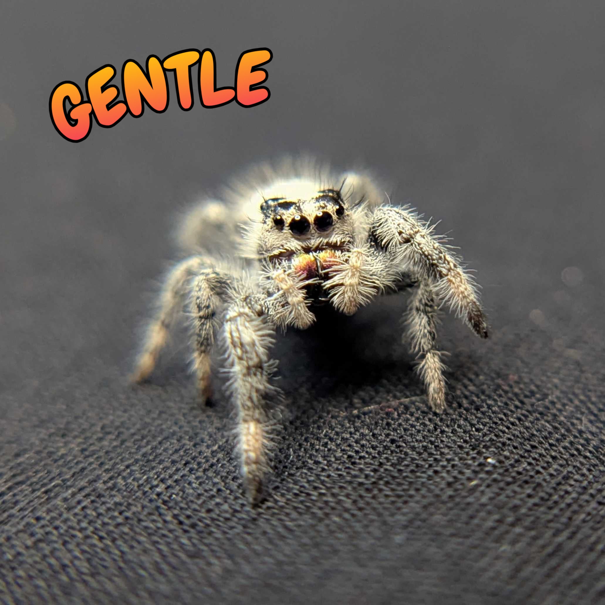 Regal Jumping Spider "Gentle"
