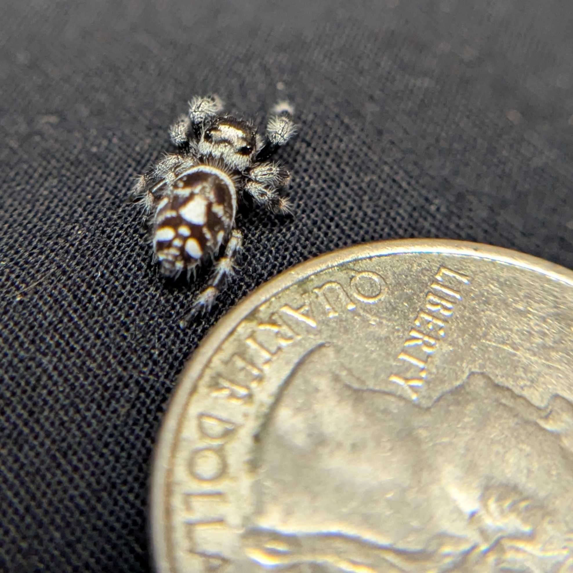 Regal Jumping Spider "Neon"