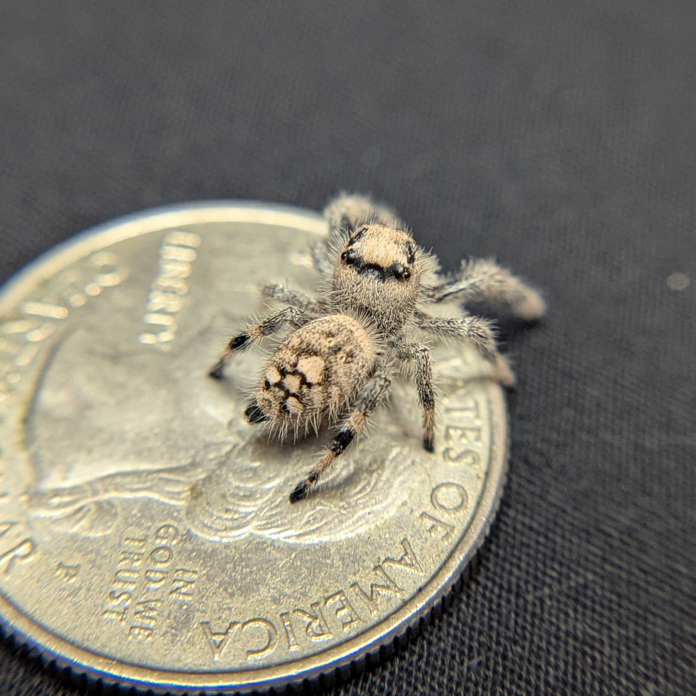 Regal Jumping Spider “Ice Cream”