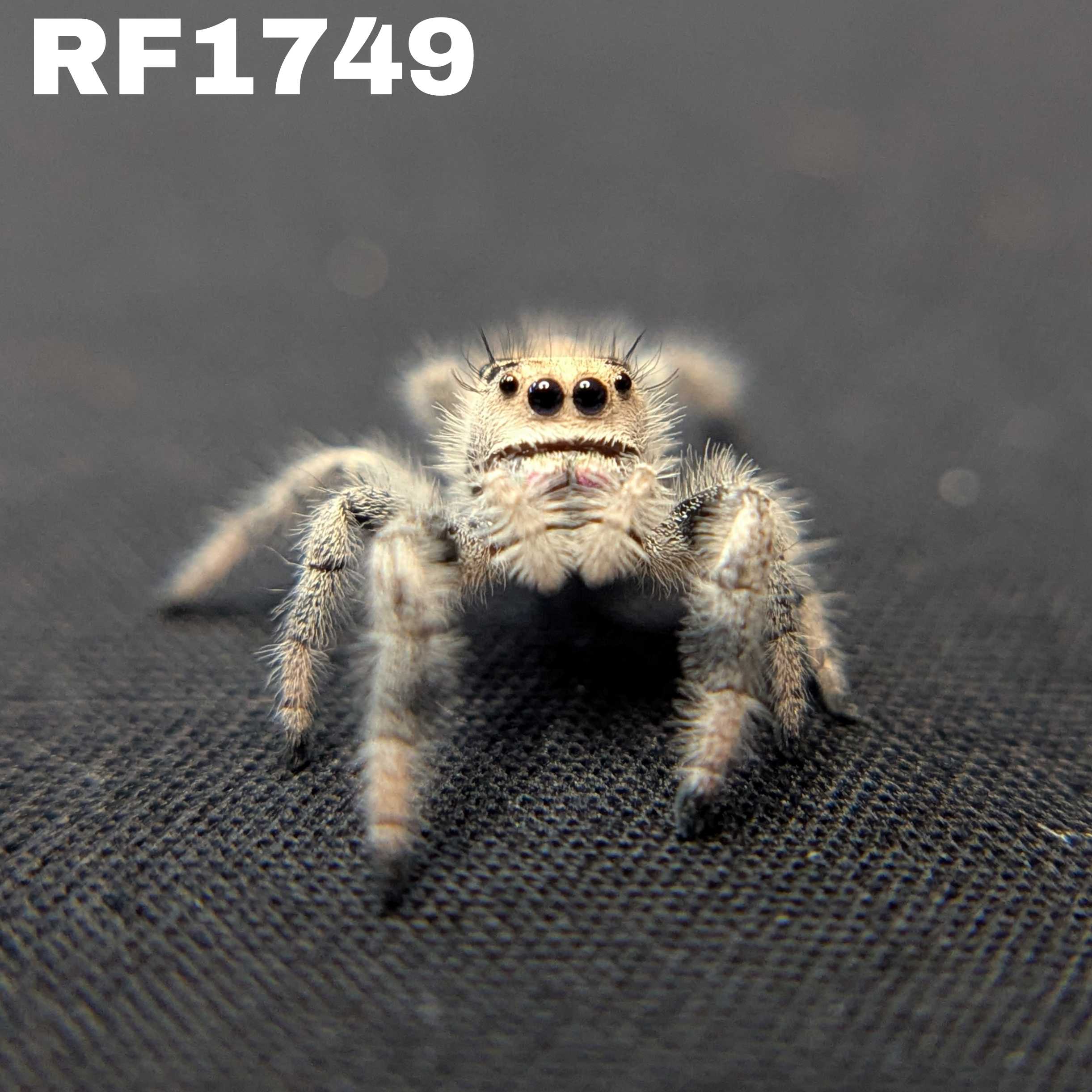 Regal Jumping Spider “Ice Cream”
