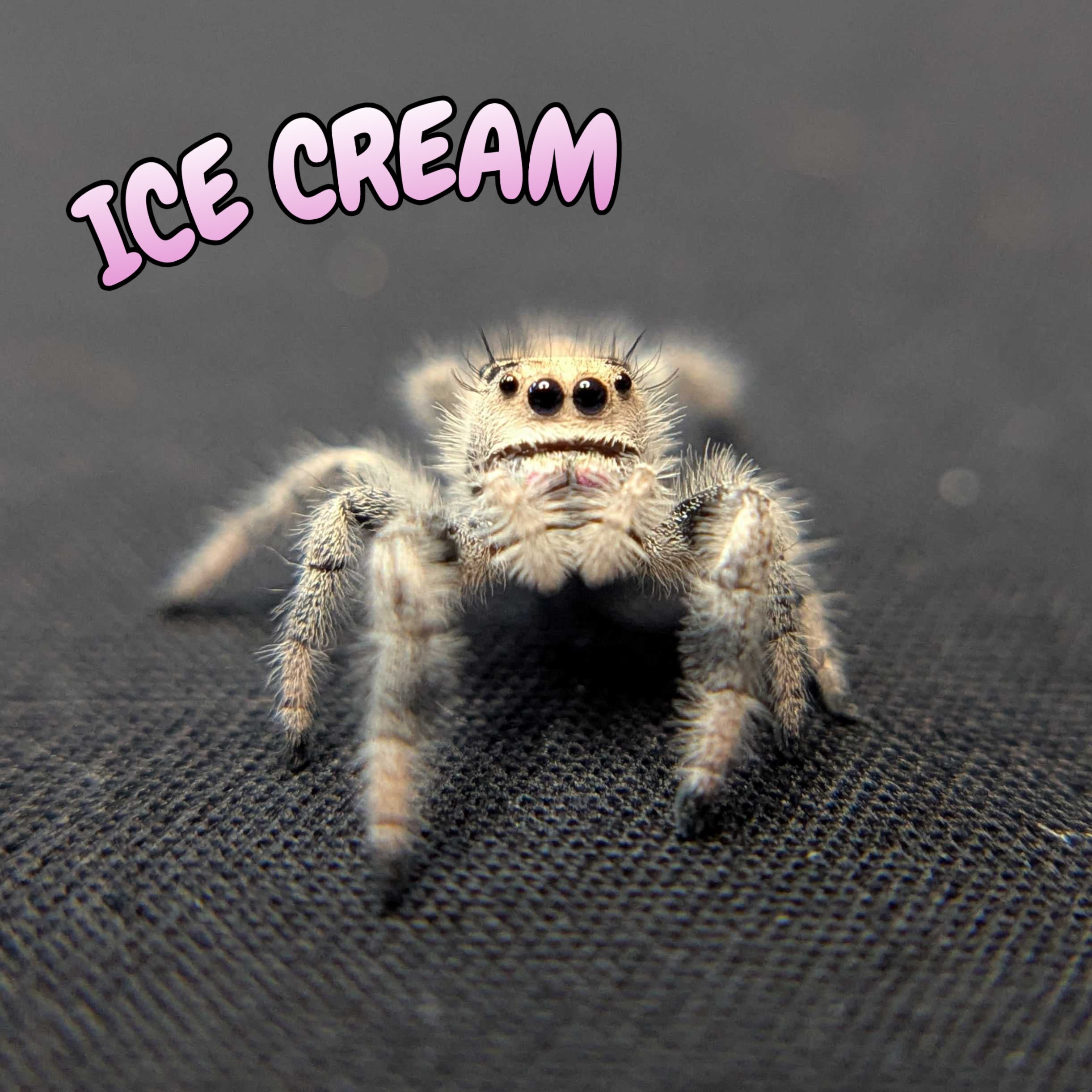 Regal Jumping Spider “Ice Cream”