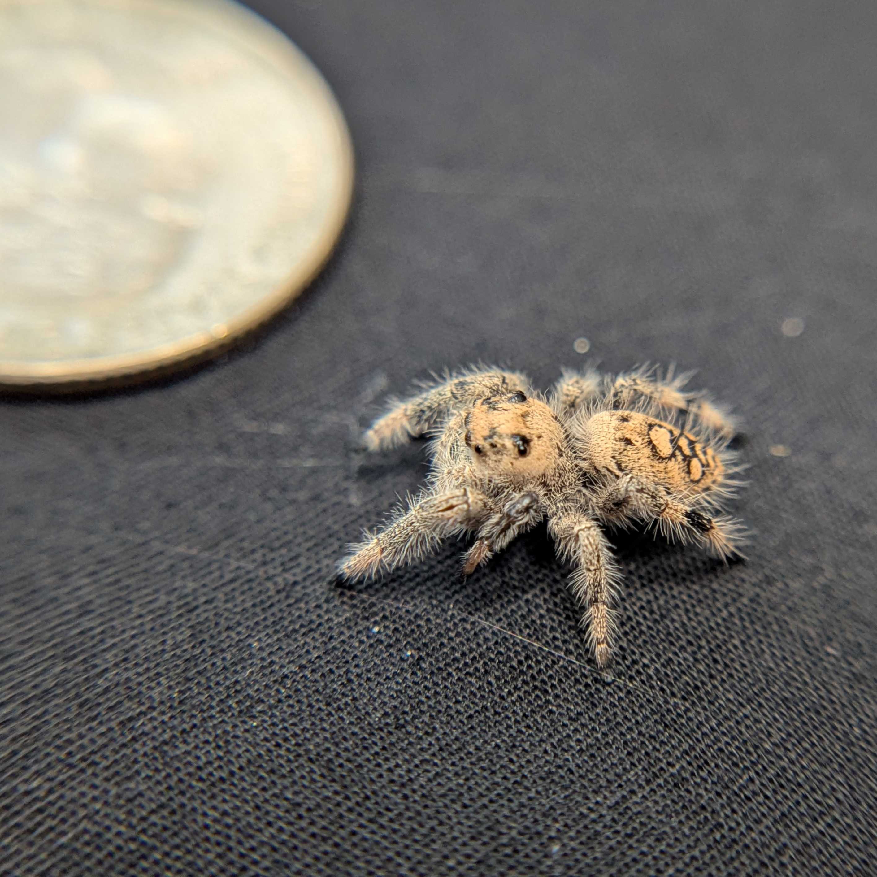 Regal Jumping Spider "Banana"