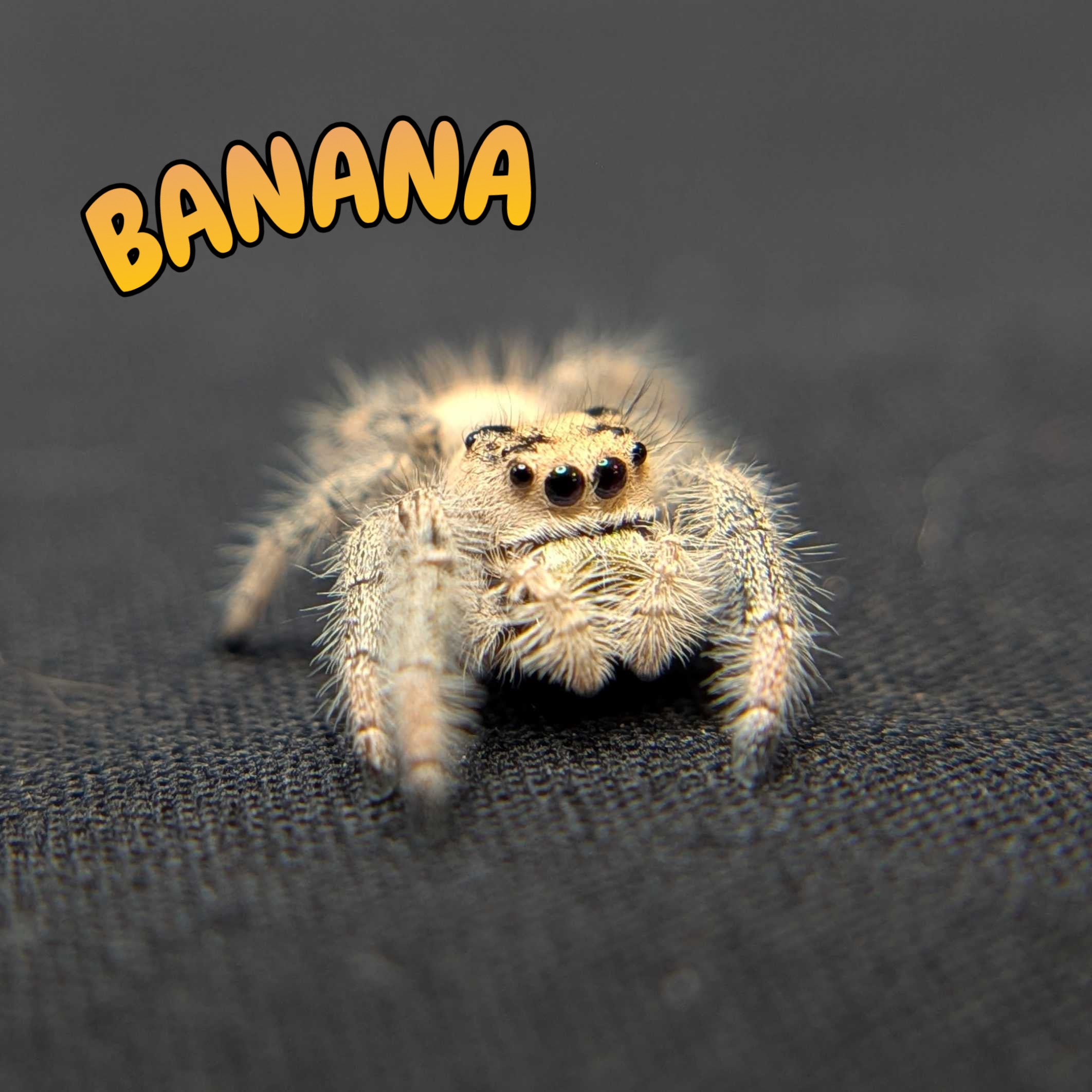 Regal Jumping Spider "Banana"