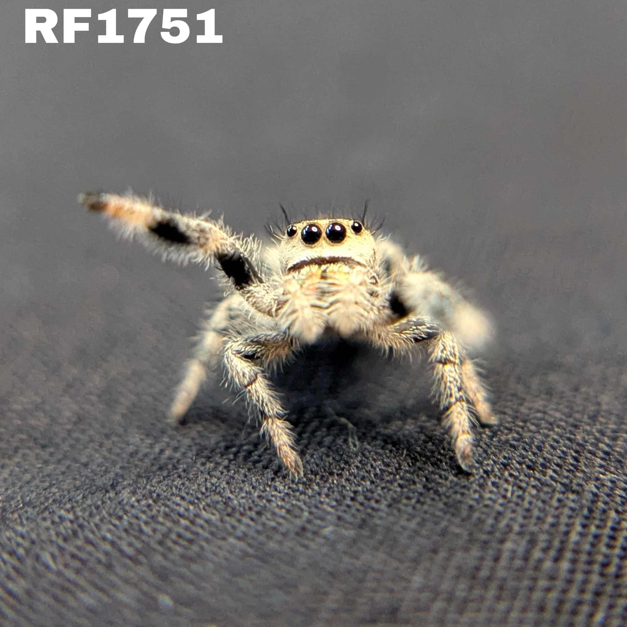 Regal Jumping Spider "Puff"