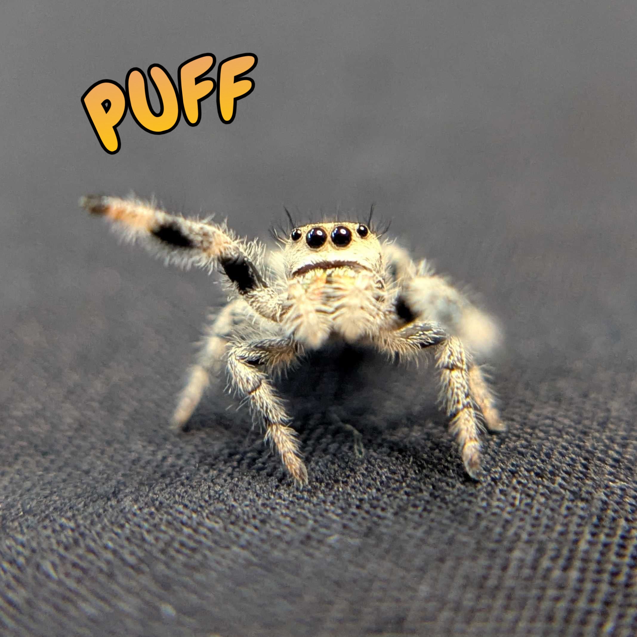 Regal Jumping Spider "Puff"