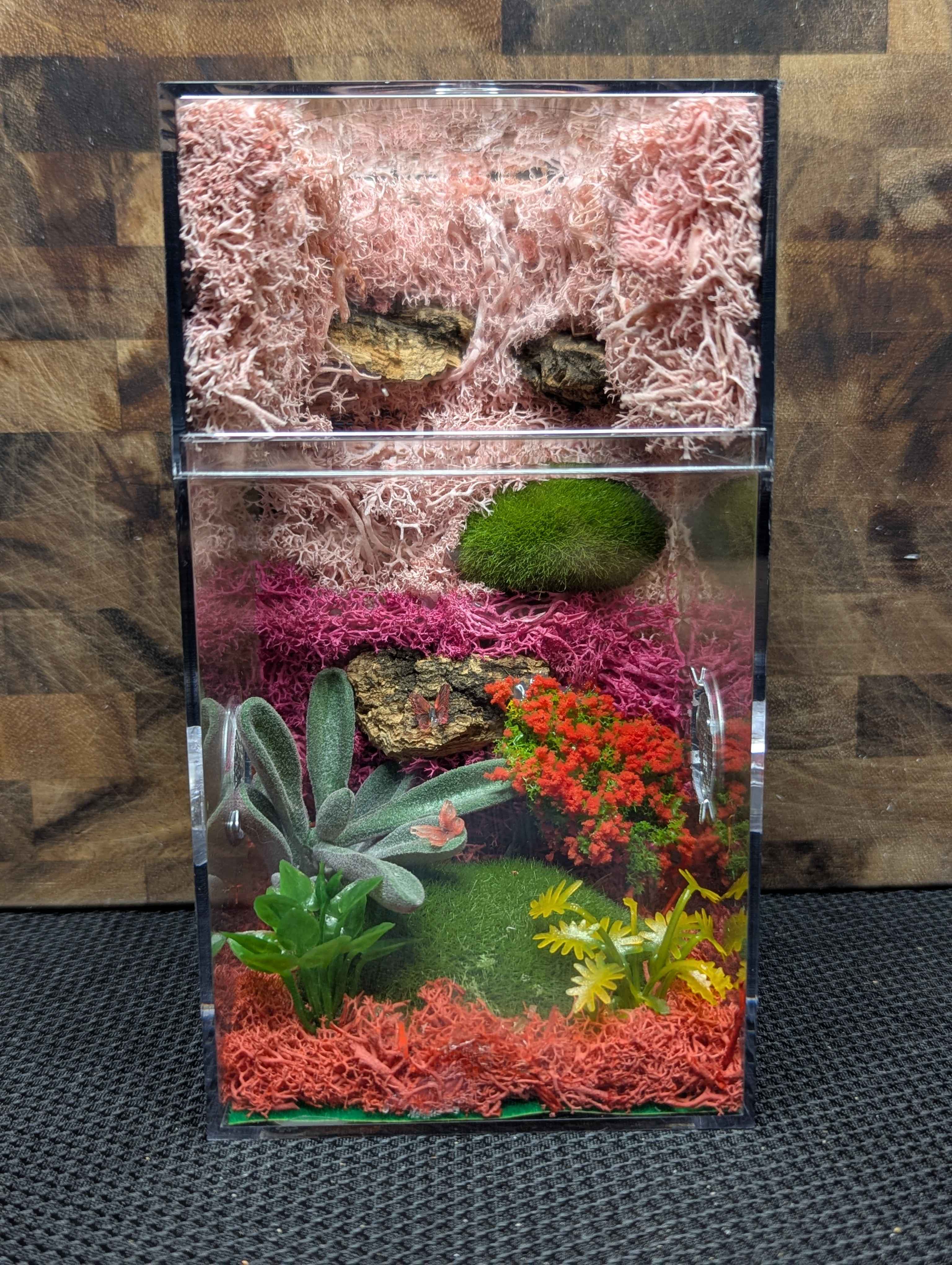 Custom Jumping Spider Enclosure