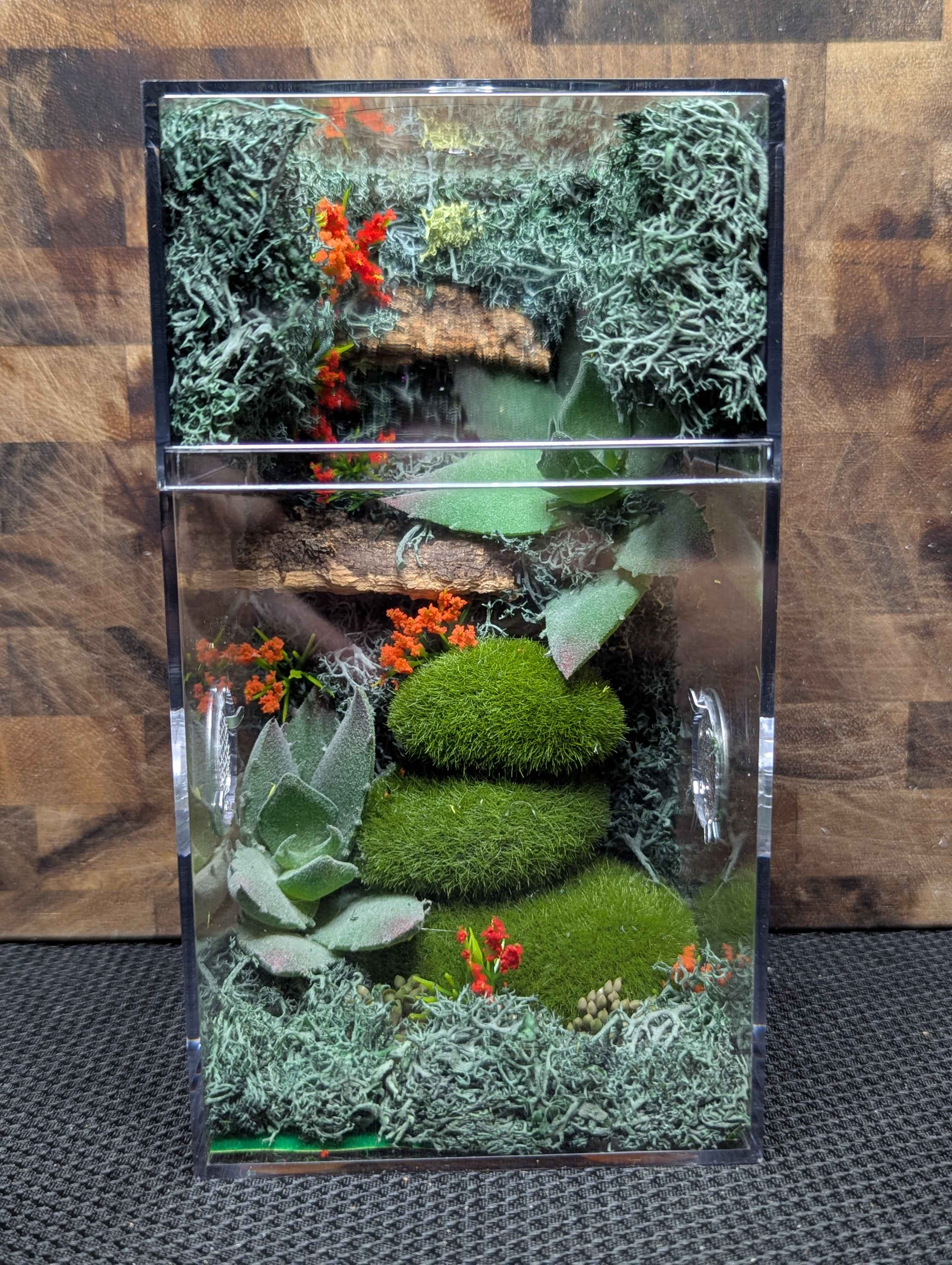 Custom Jumping Spider Enclosure
