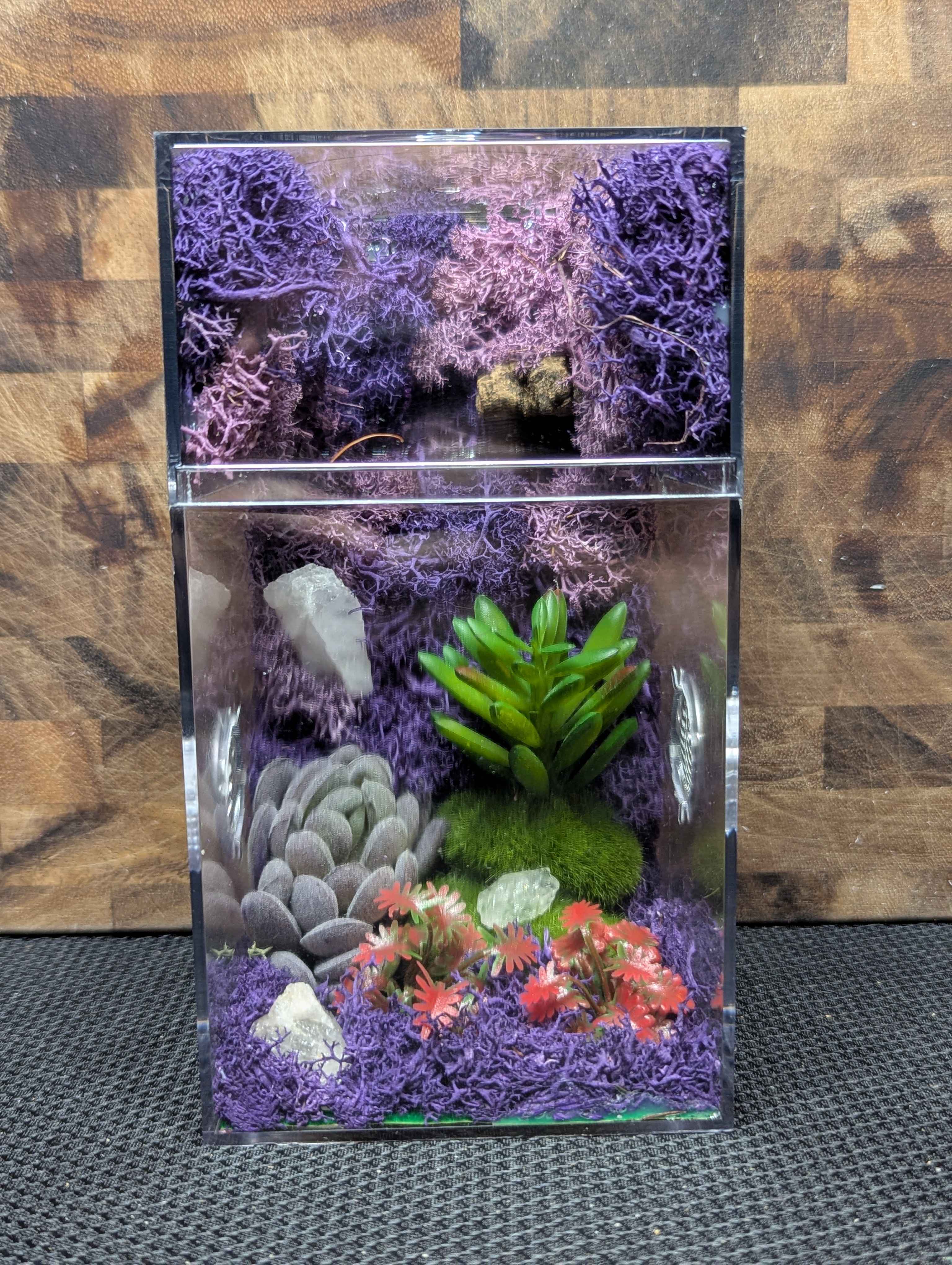 Custom Jumping Spider Enclosure