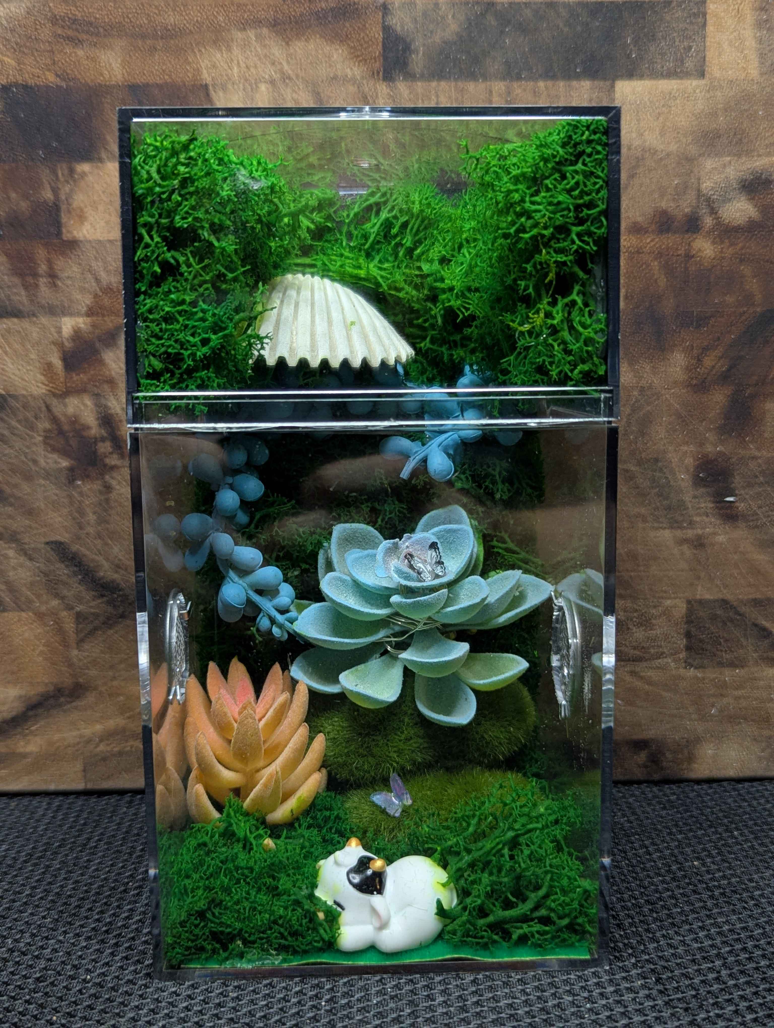 Custom Jumping Spider Enclosure
