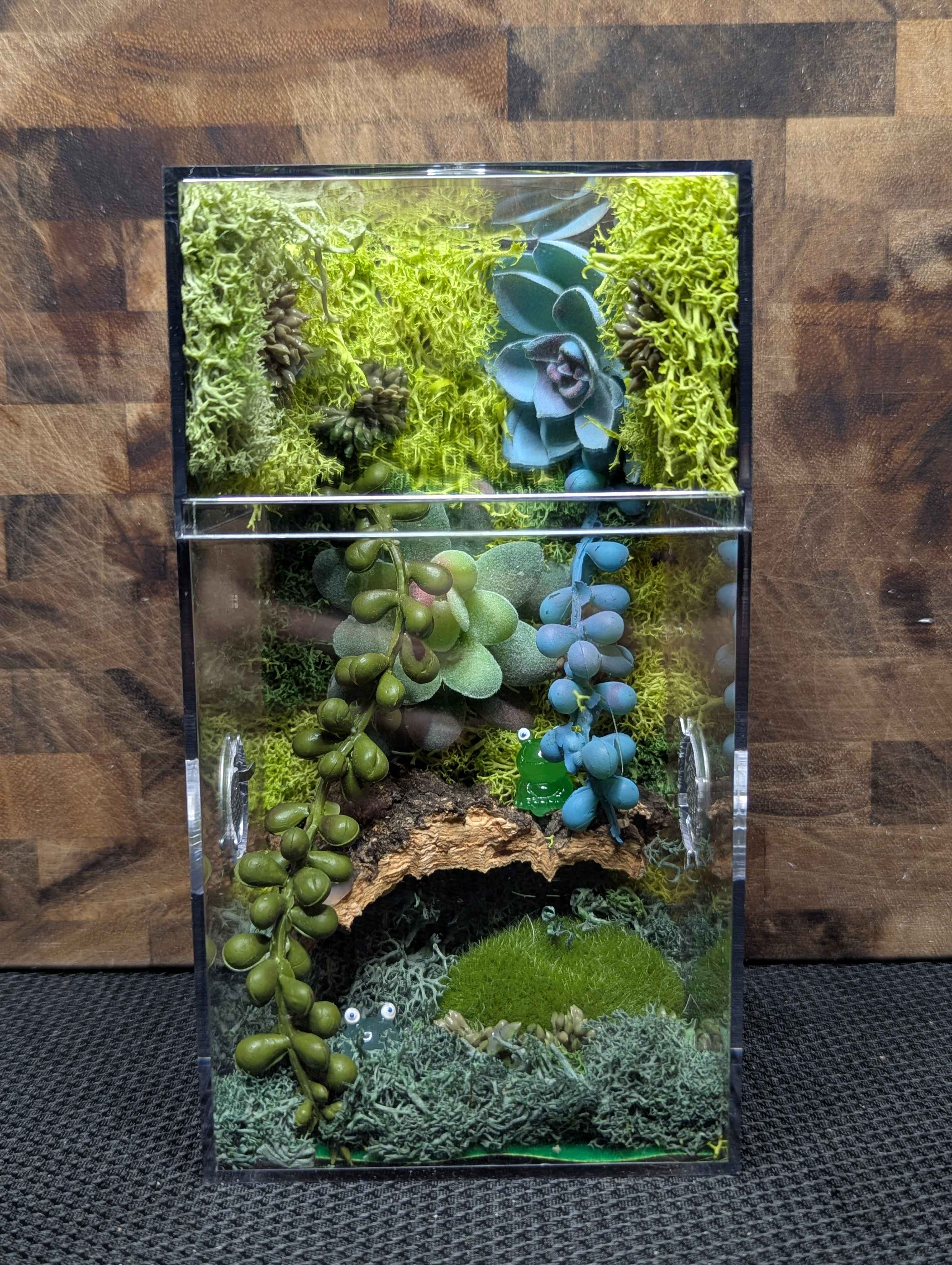 Custom Jumping Spider Enclosure