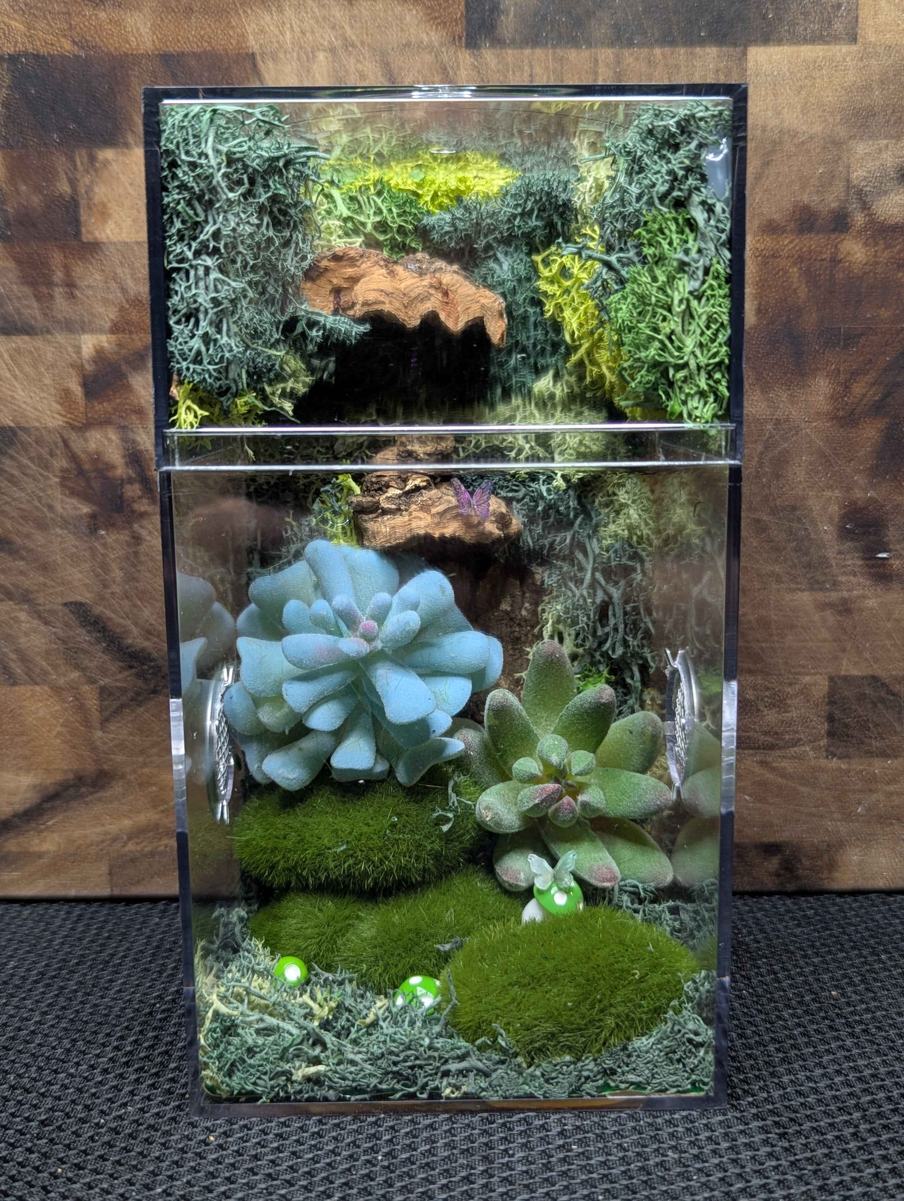 Custom Jumping Spider Enclosure