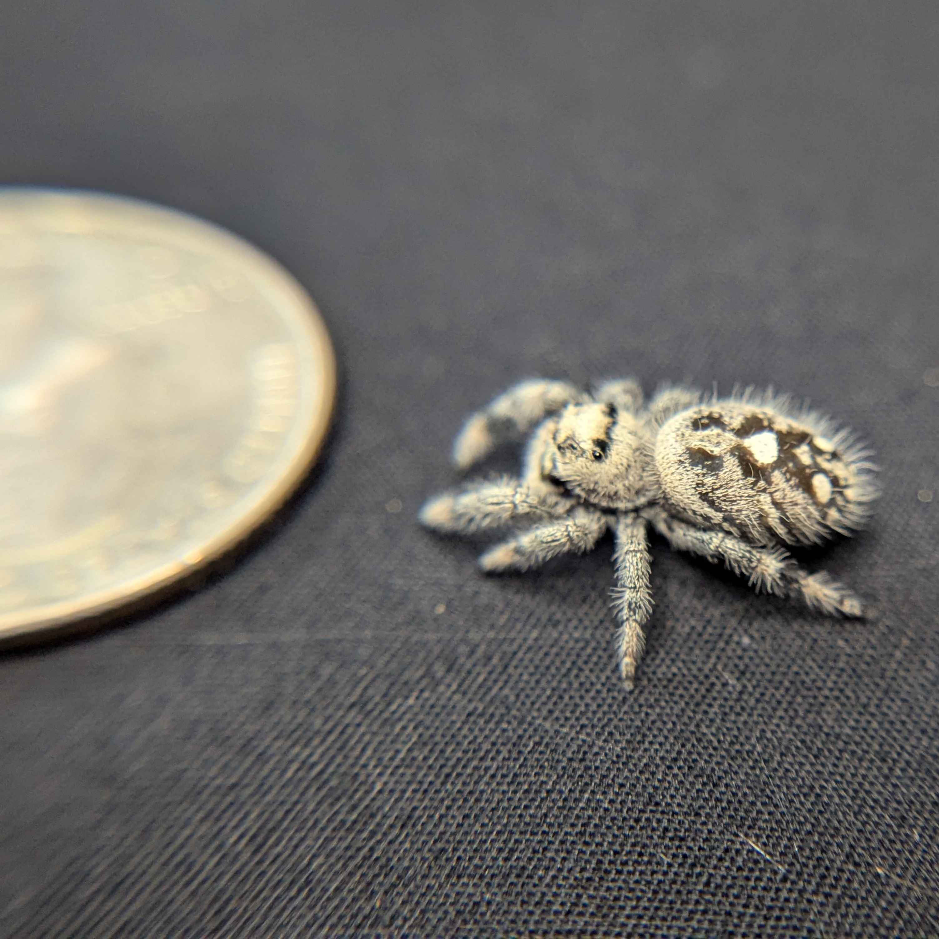 Regal Jumping Spider "Cotton"