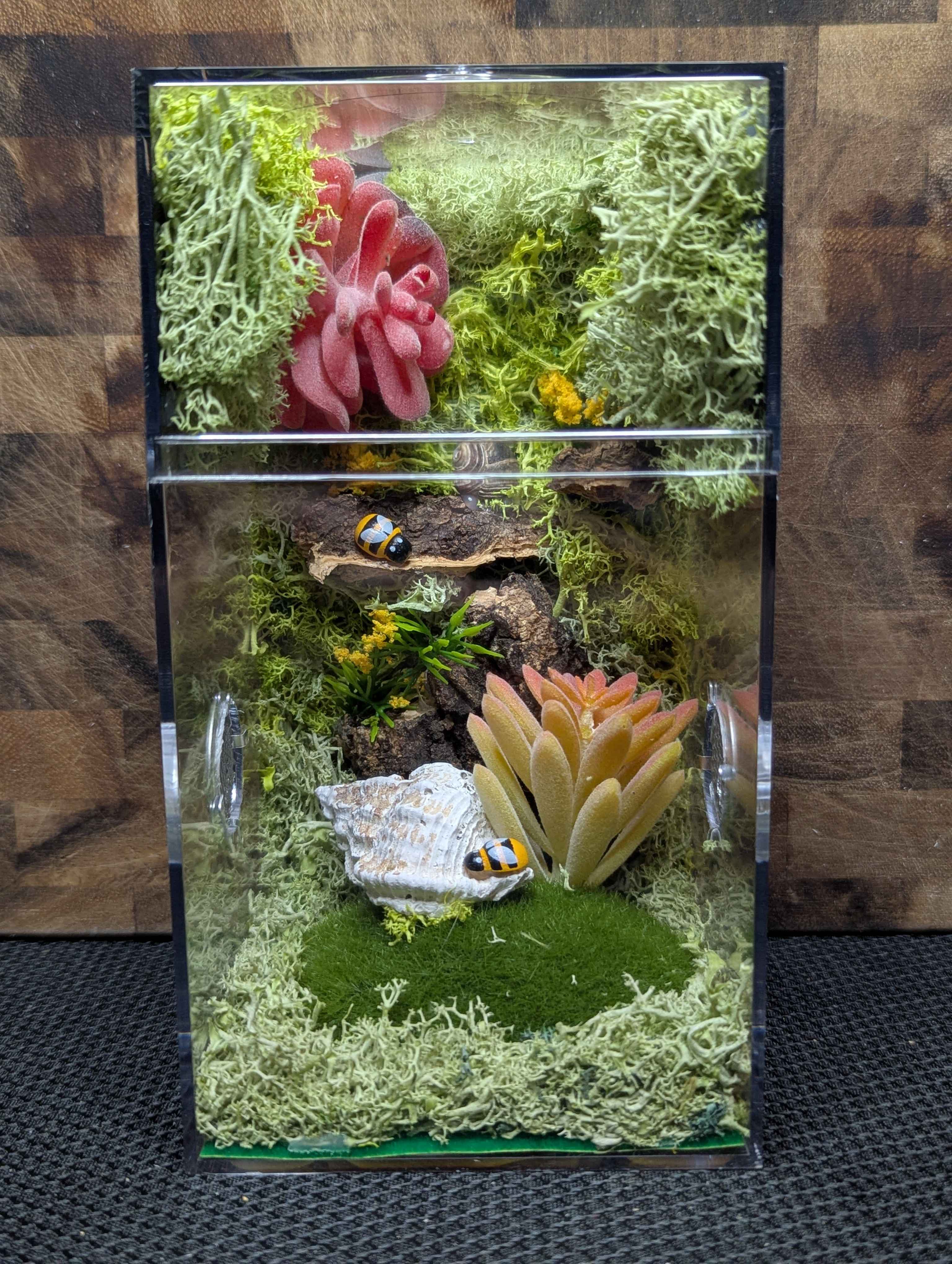 Custom Jumping Spider Enclosure