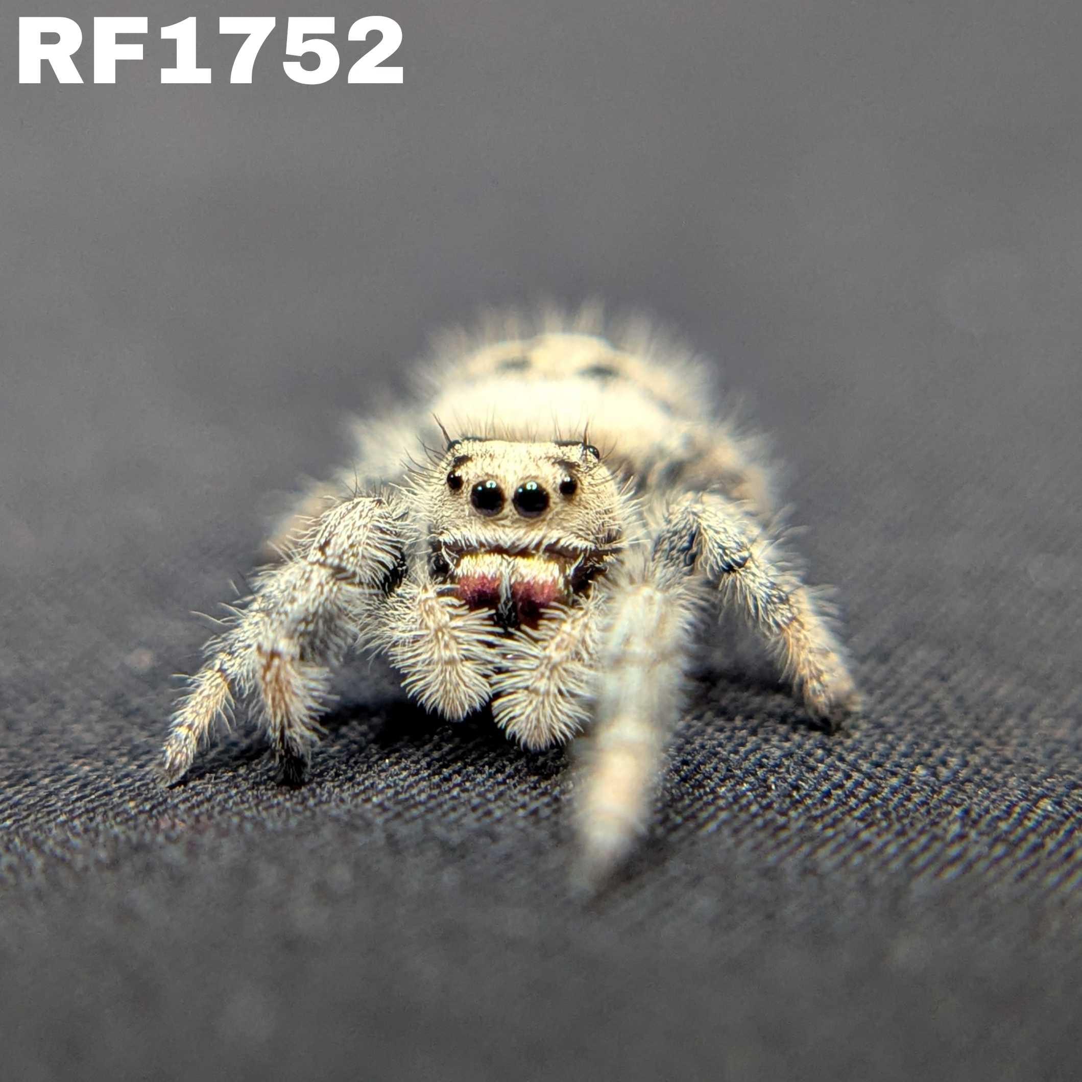 Regal Jumping Spider "Cotton"