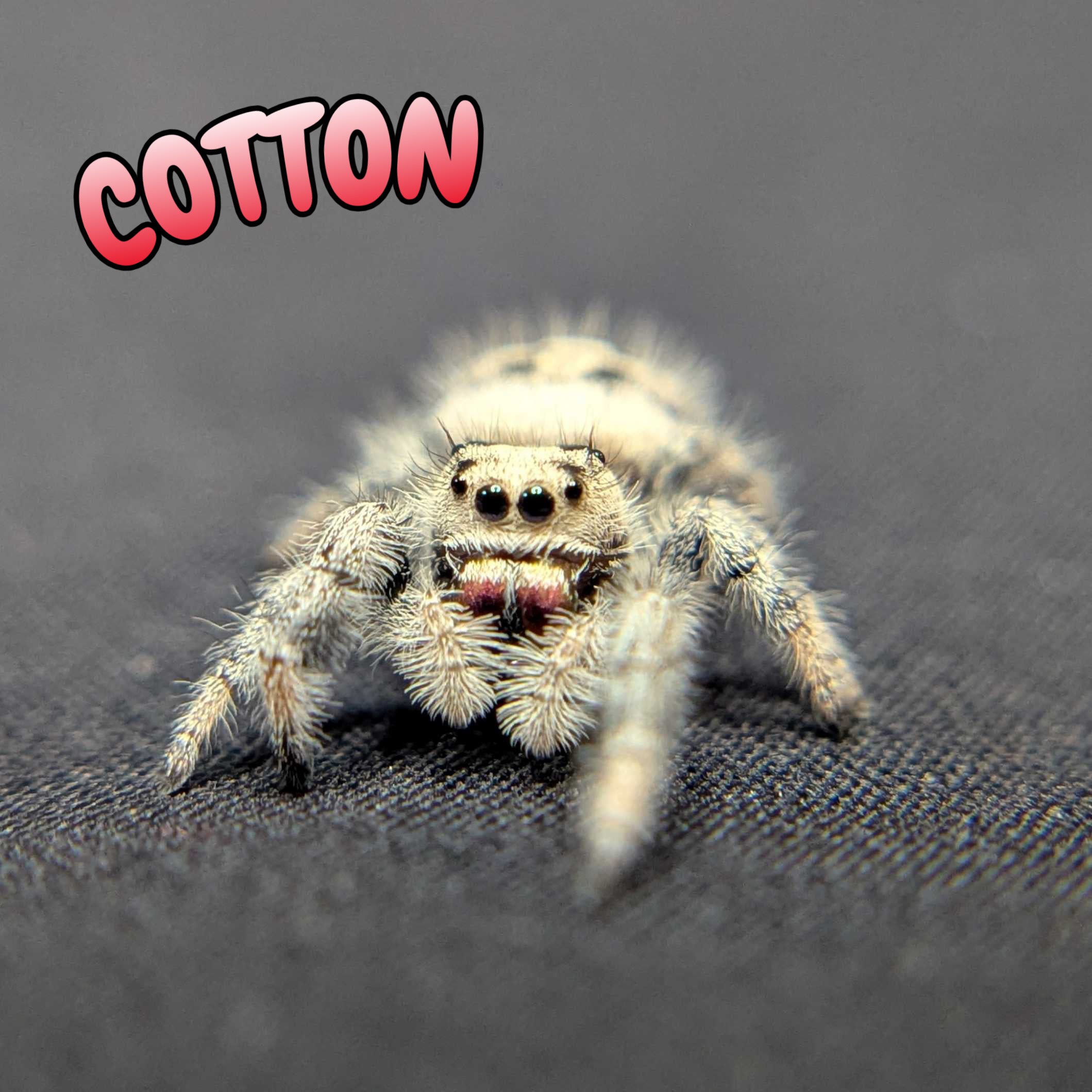 Regal Jumping Spider "Cotton"