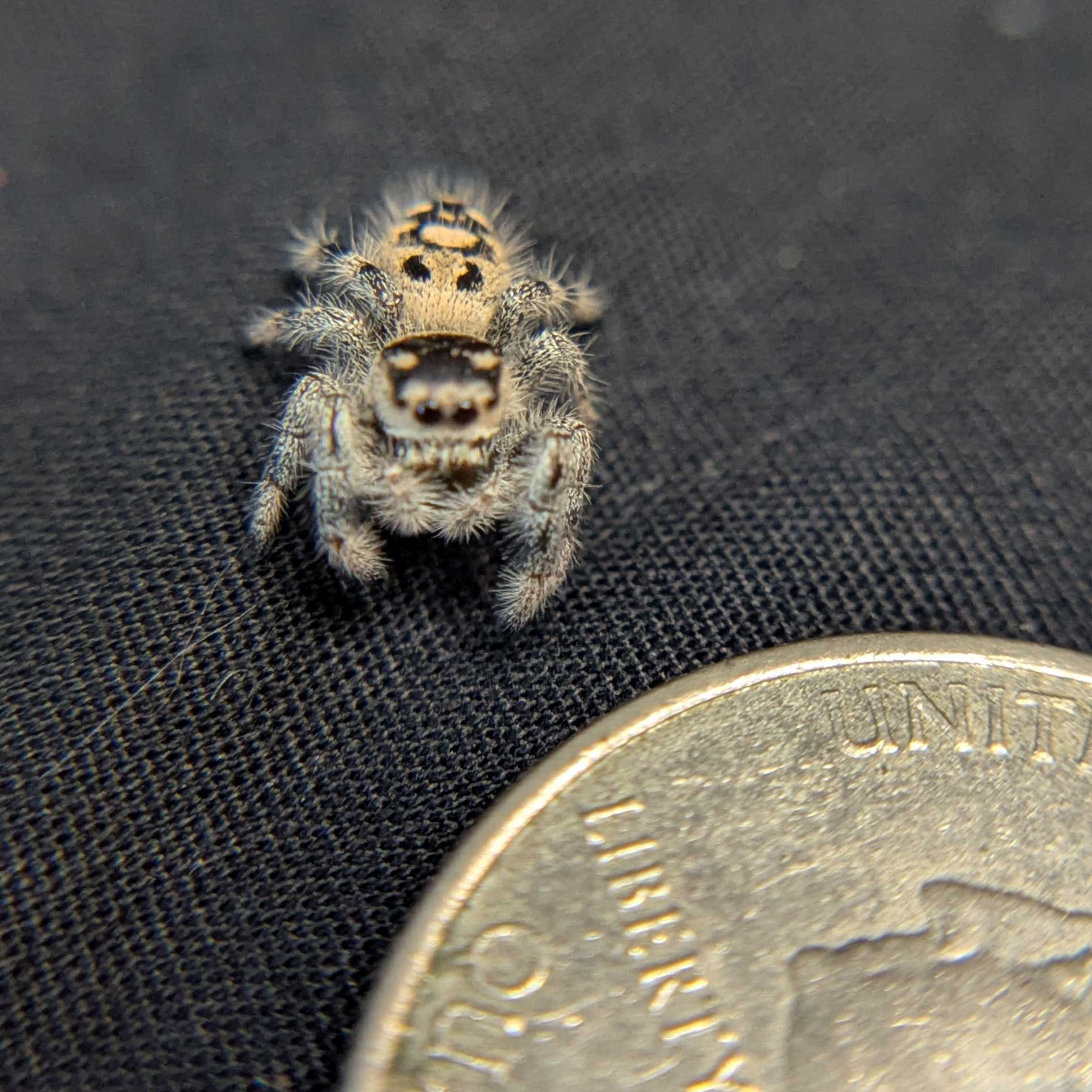 Regal Jumping Spider “Peanut Butter”