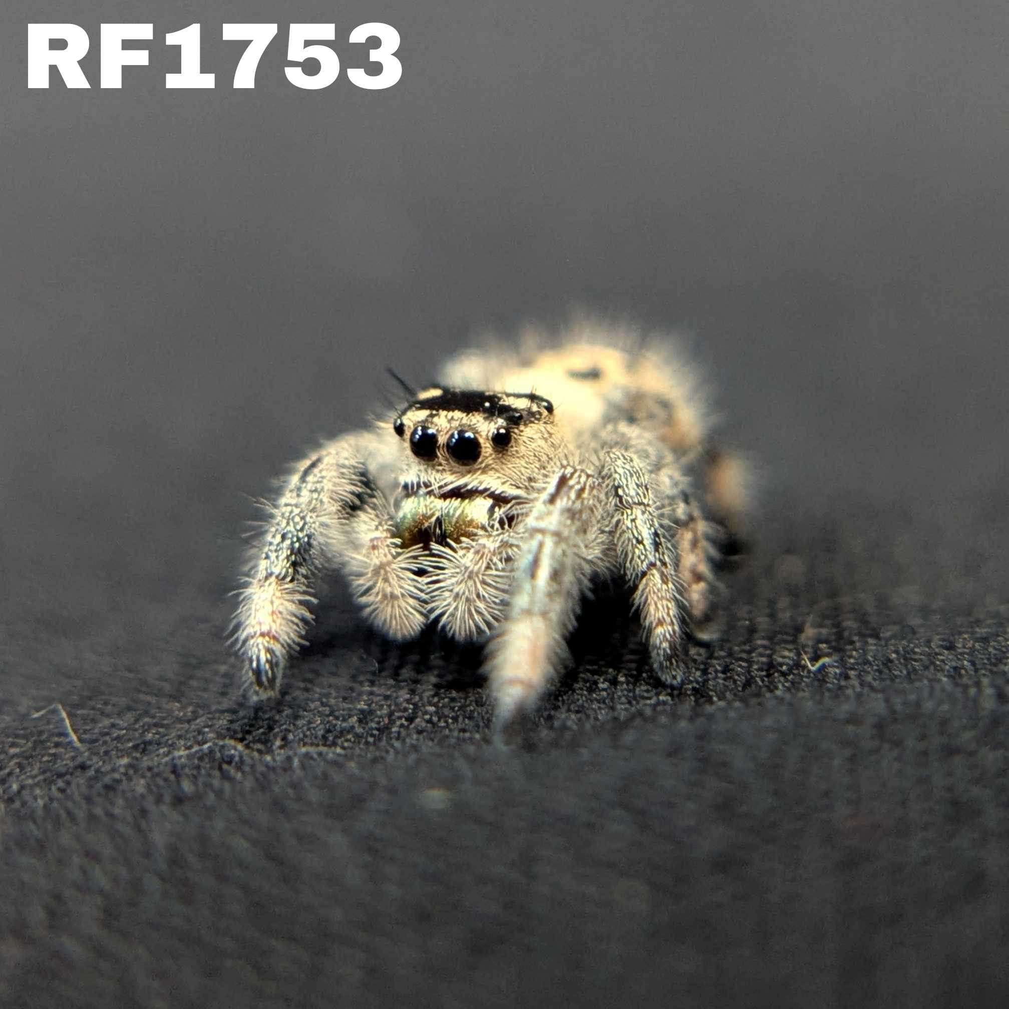 Regal Jumping Spider “Peanut Butter”