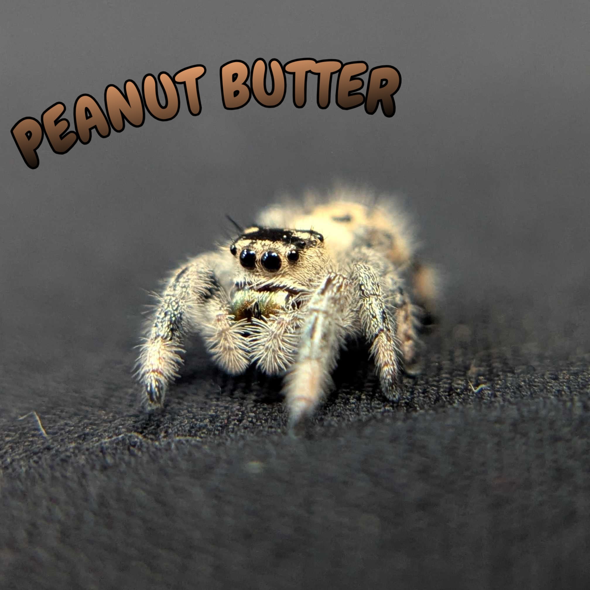 Regal Jumping Spider “Peanut Butter”