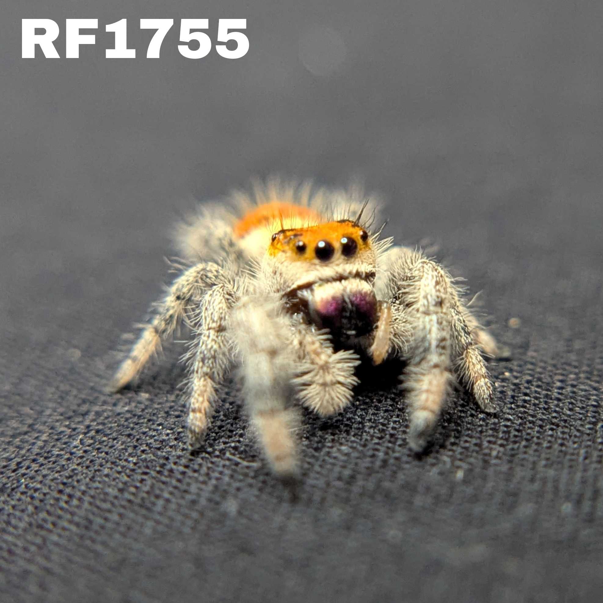 Regal Jumping Spider "Amethyst"