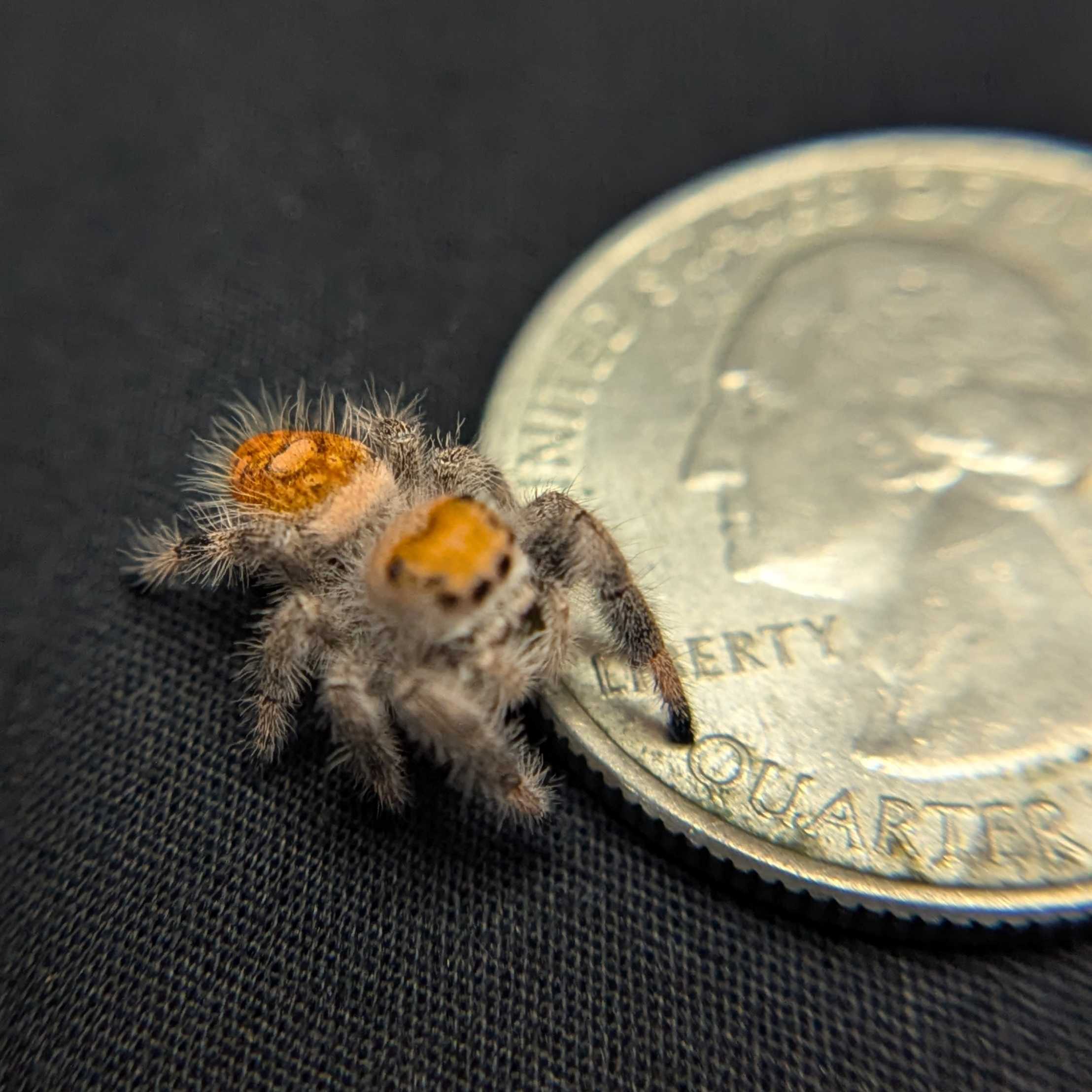 Regal Jumping Spider "Gelato"