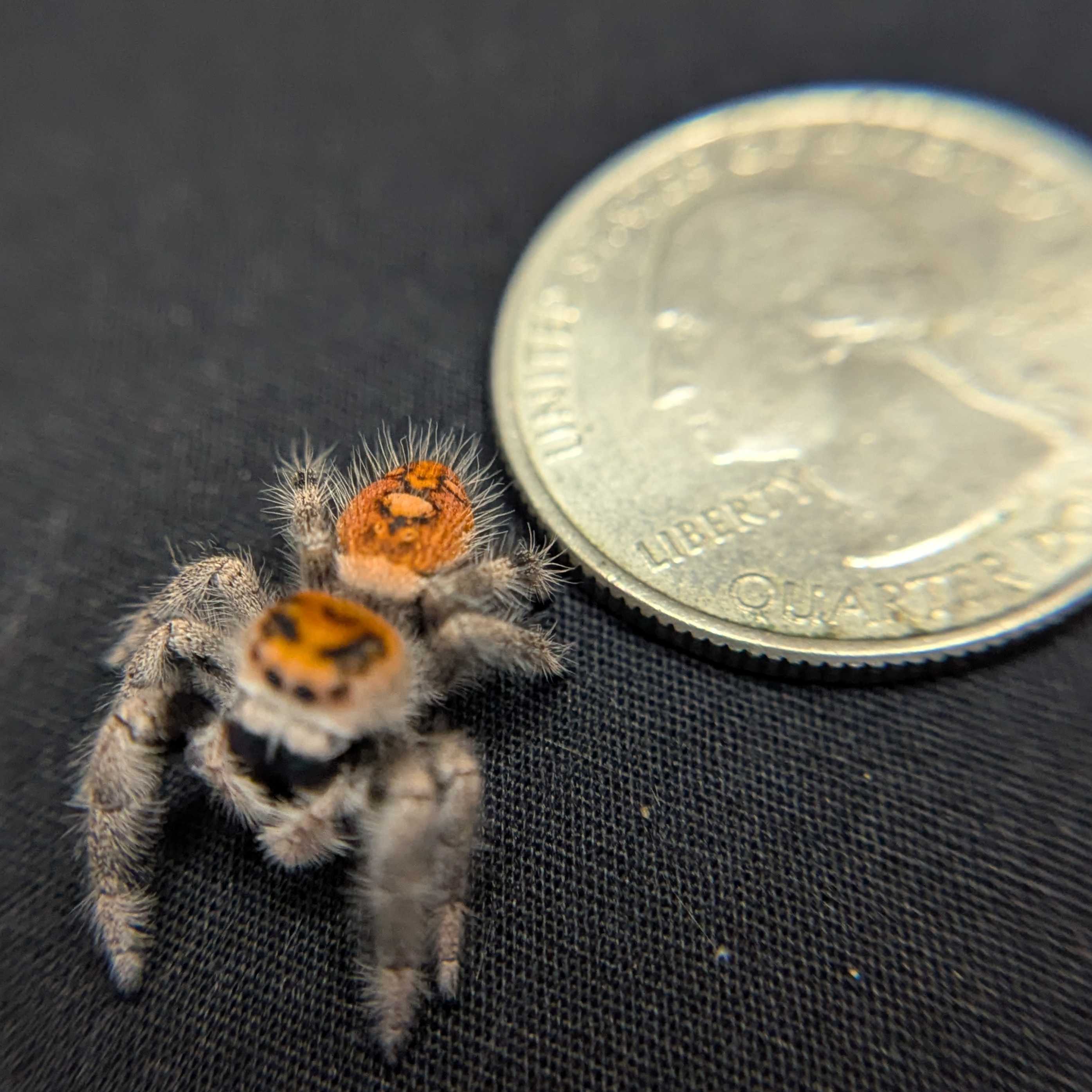 Regal Jumping Spider “Nova”